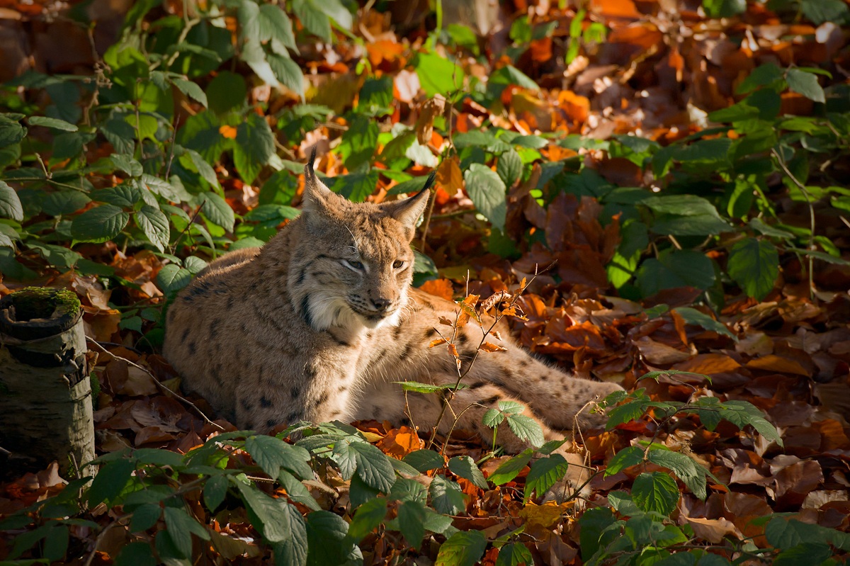 Lynx at sunset