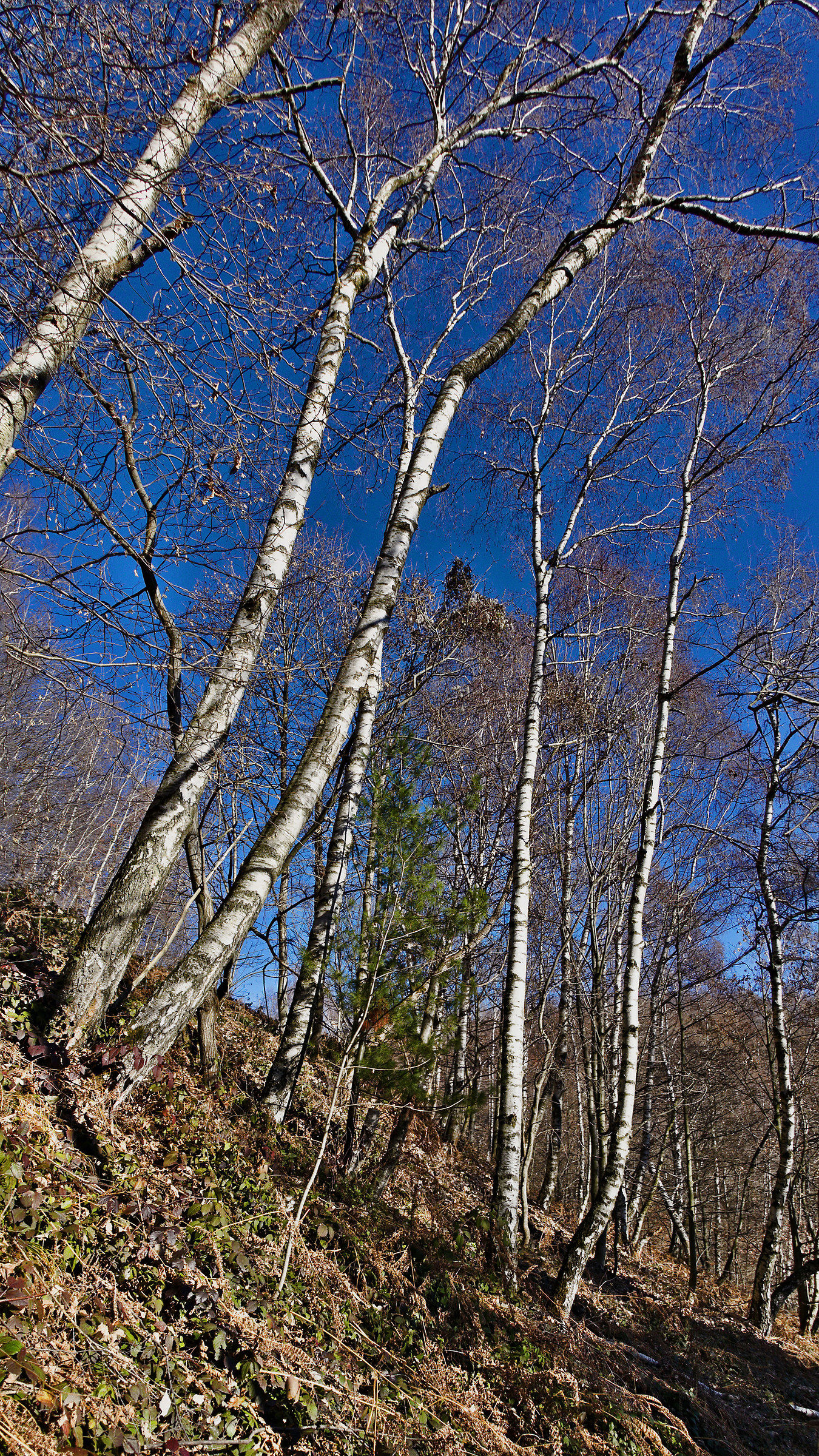 A conifer in the Betuleto