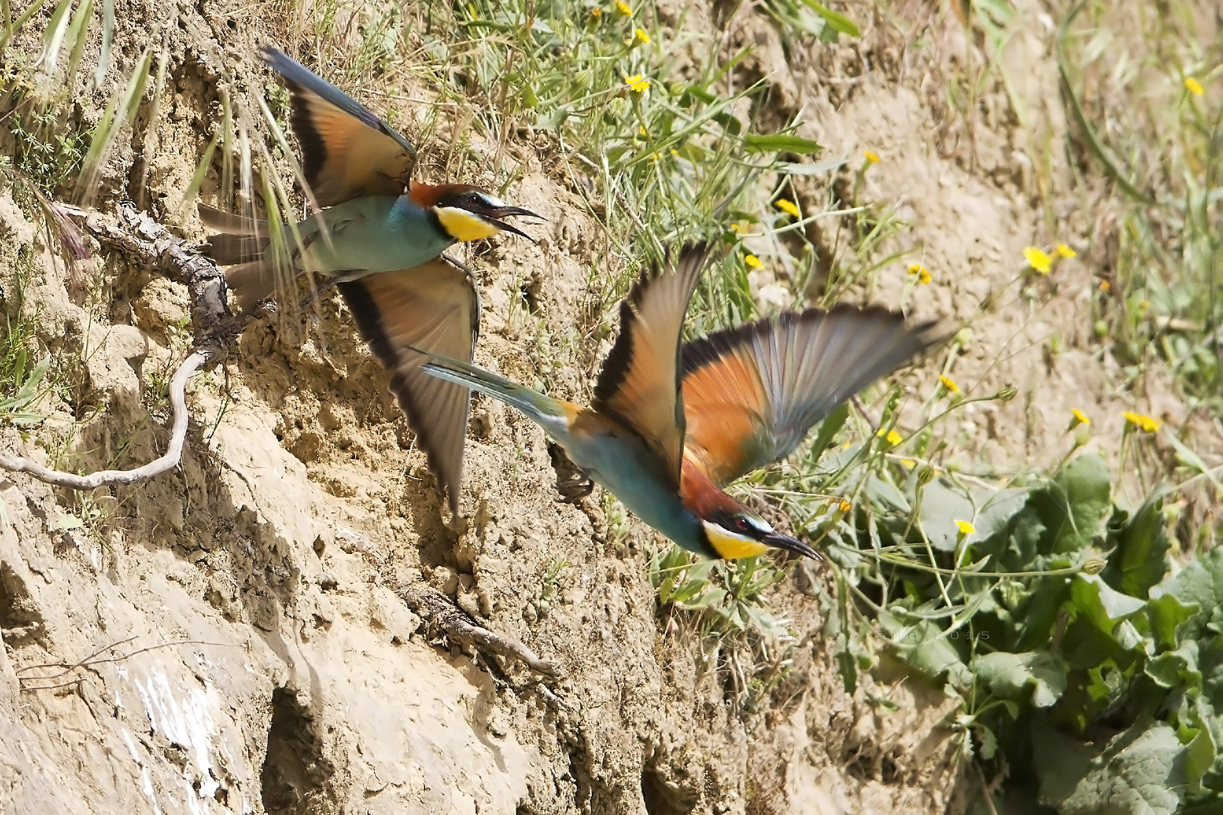 Gruccioni (Merops apiaster)