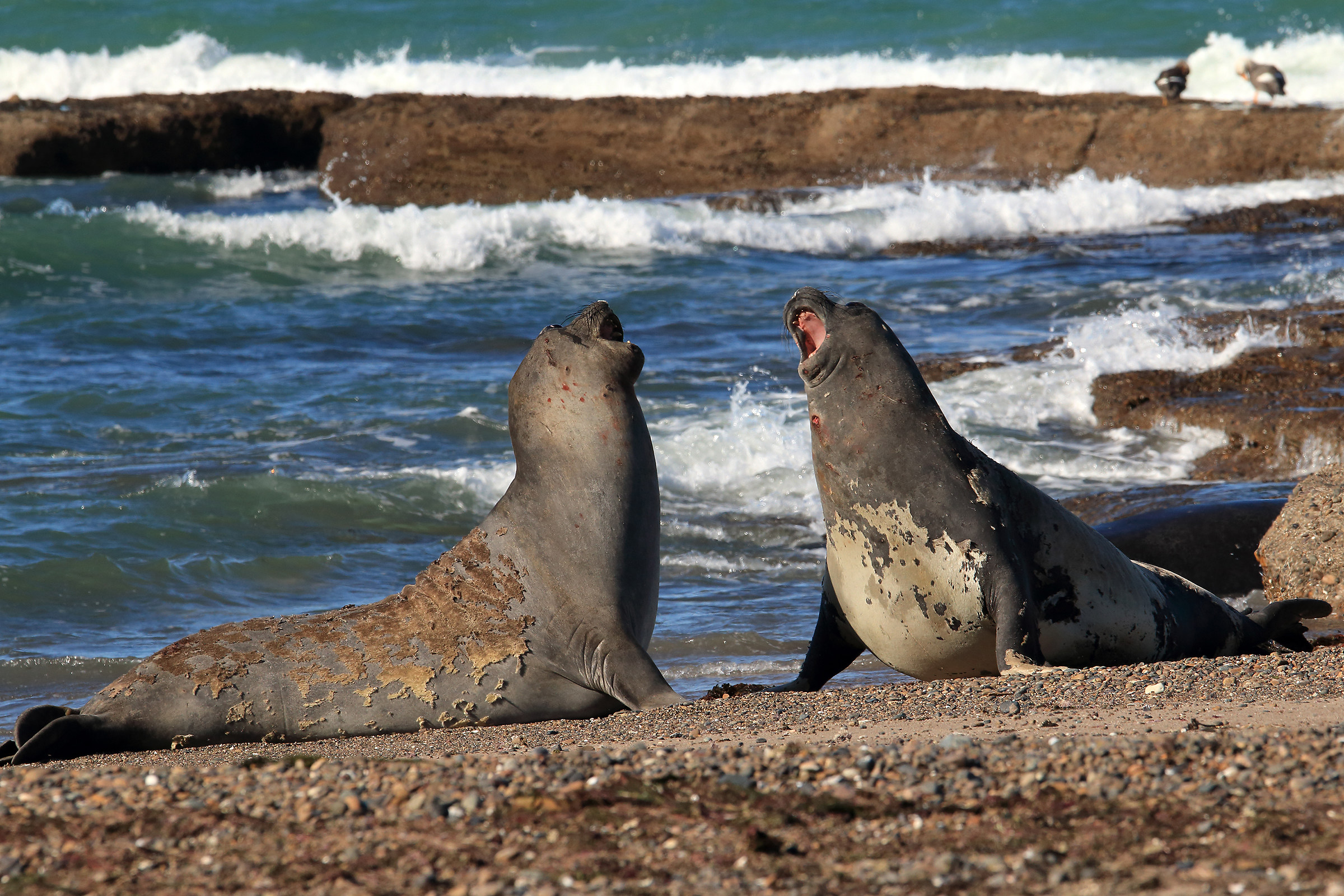 leoni marini a punta Tombo
