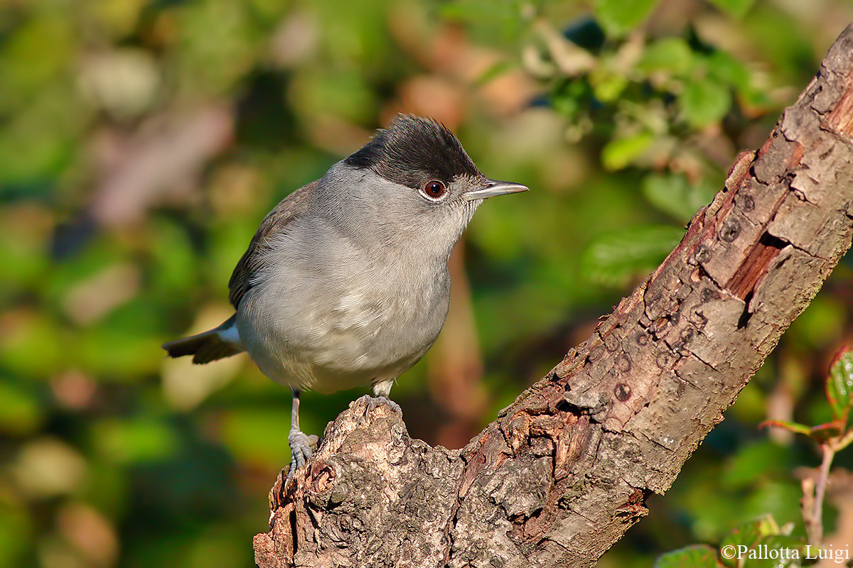 Capinera (Sylvia atricapilla)