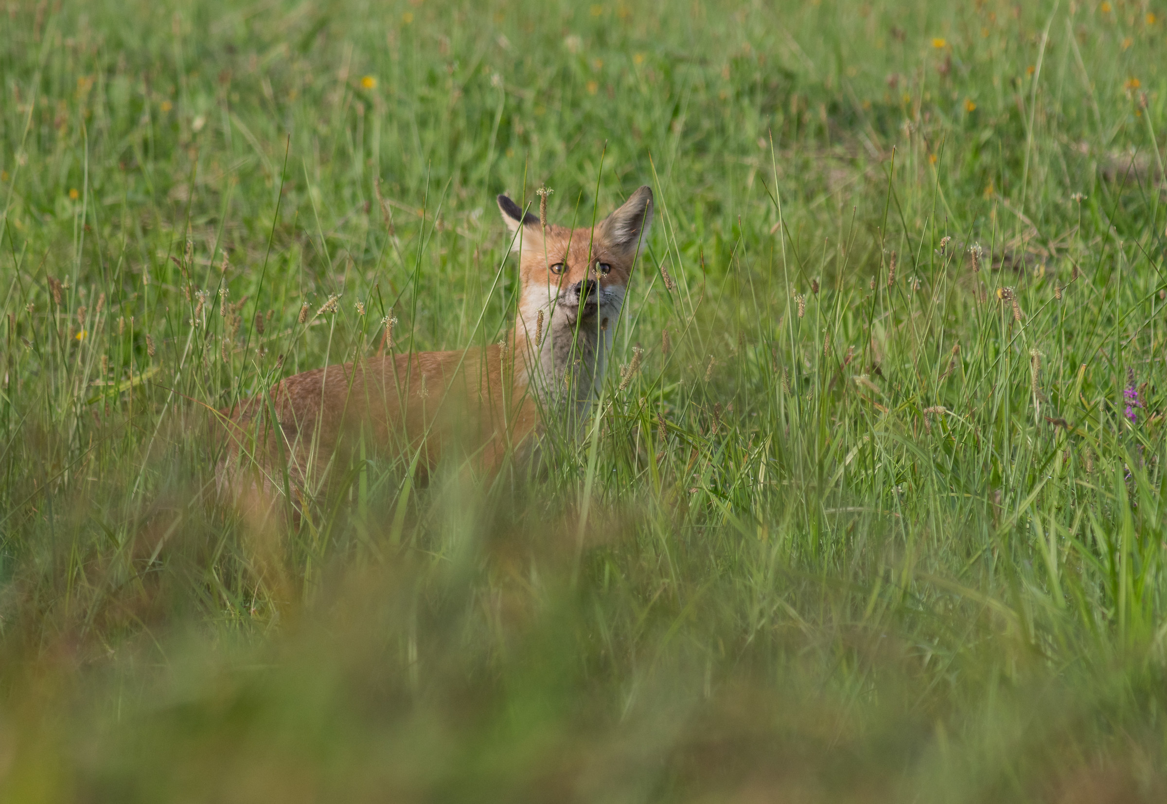 Volpe rossa (Vulpes vulpes)