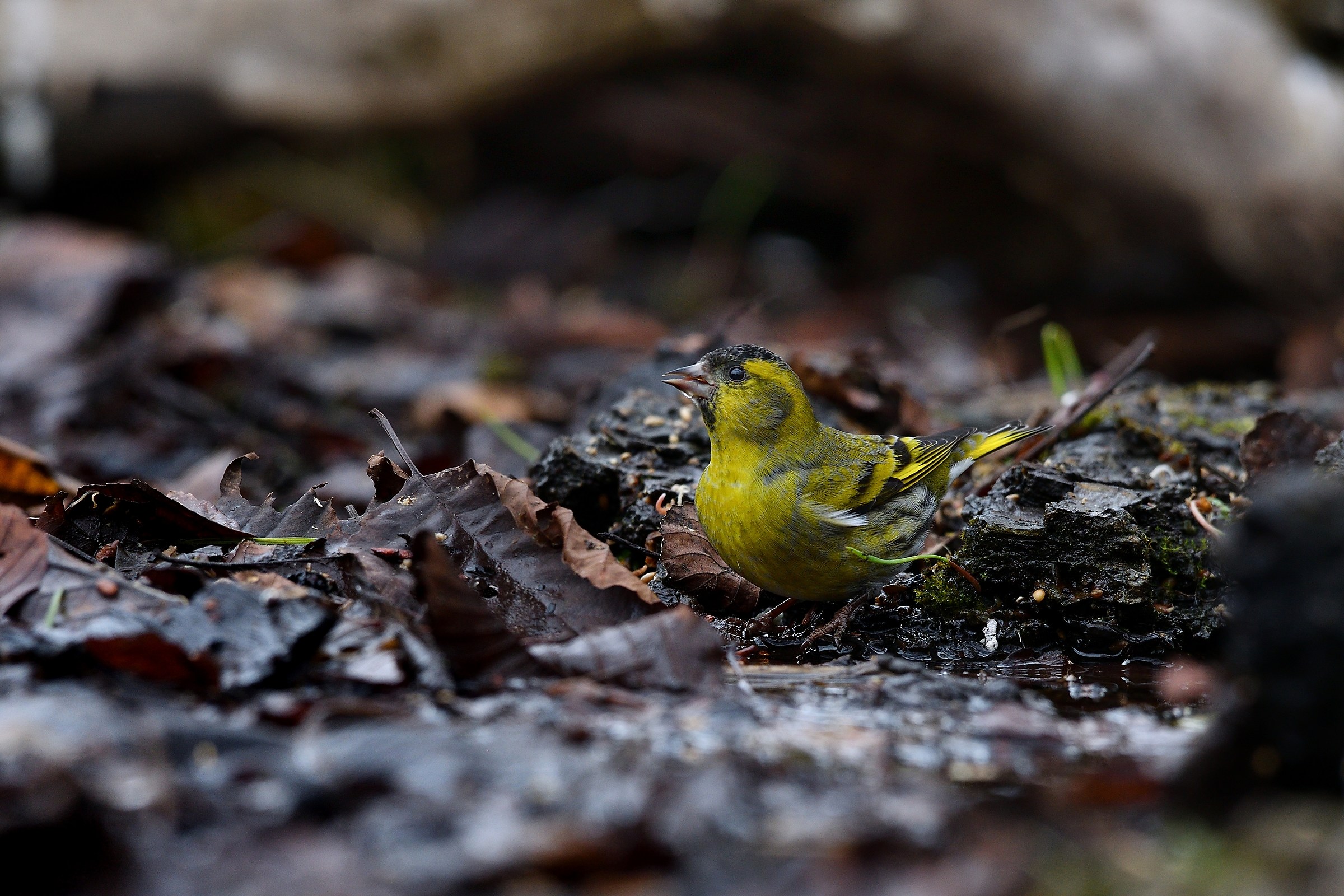 Siskin, male, watering...