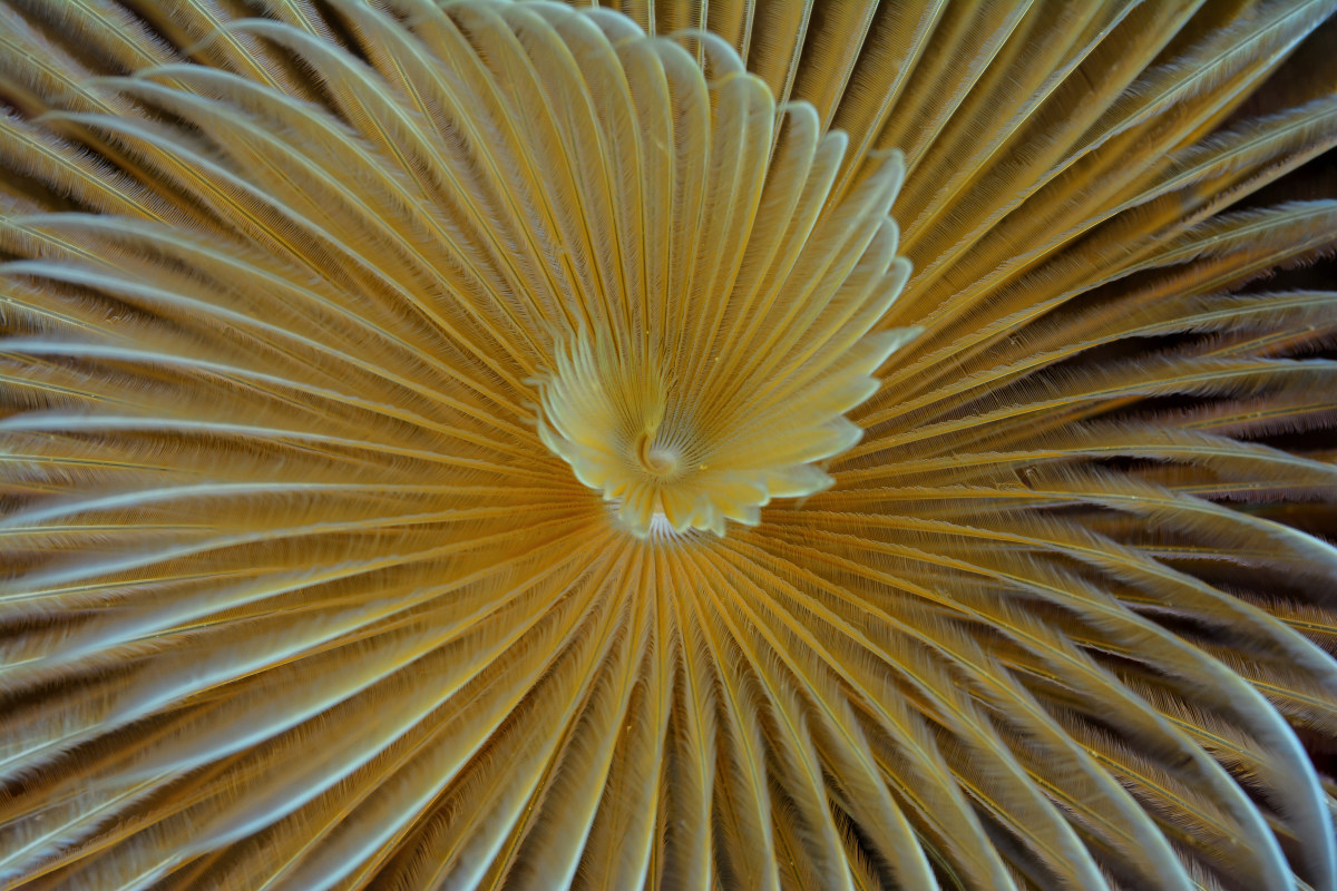 Spirographer Spallanzani