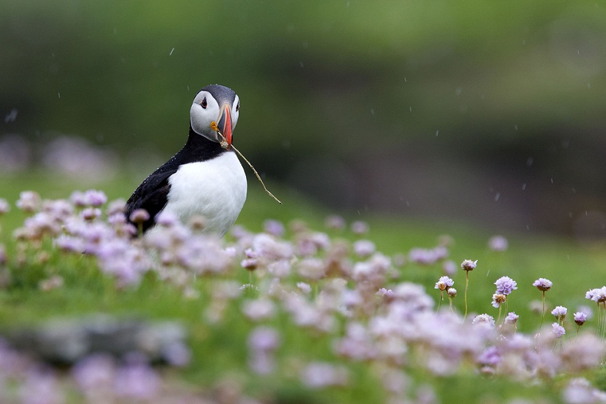 Puffin prataiolo