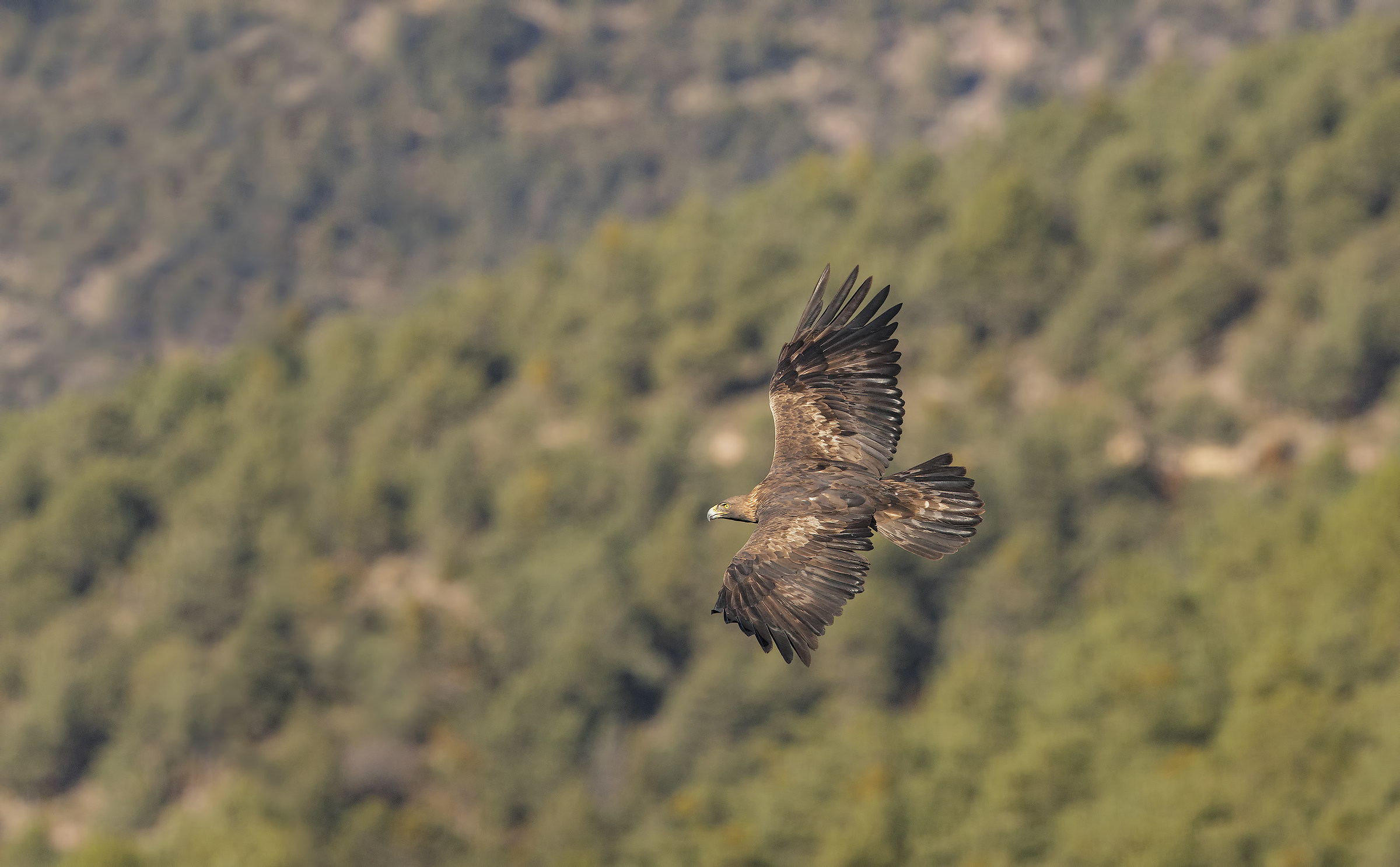 aquila reale(aquila crysaetos) "la regina" pirenei...