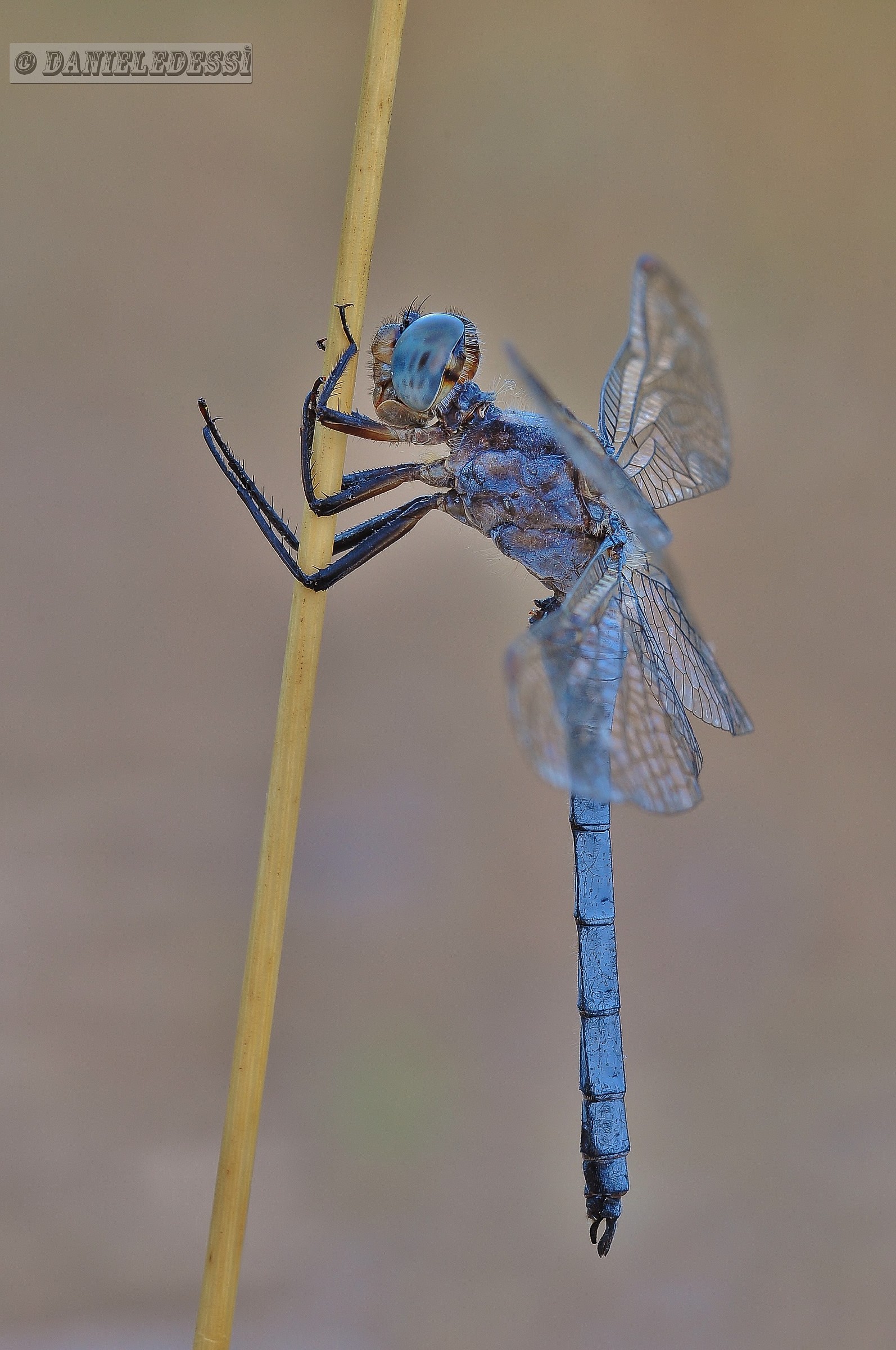 dragonfly