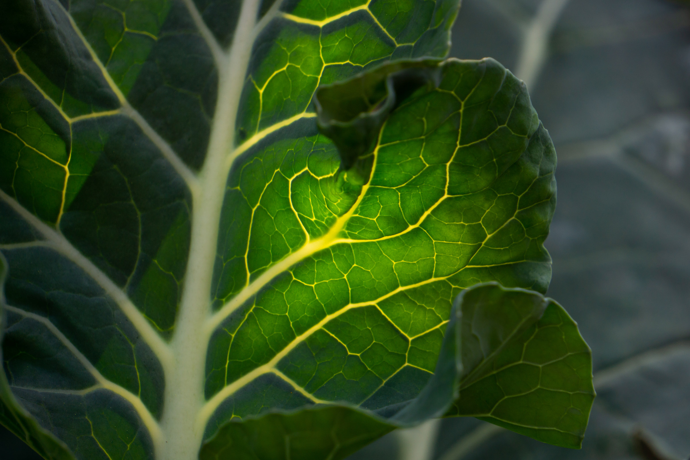 Broccoli Leaf in backlight