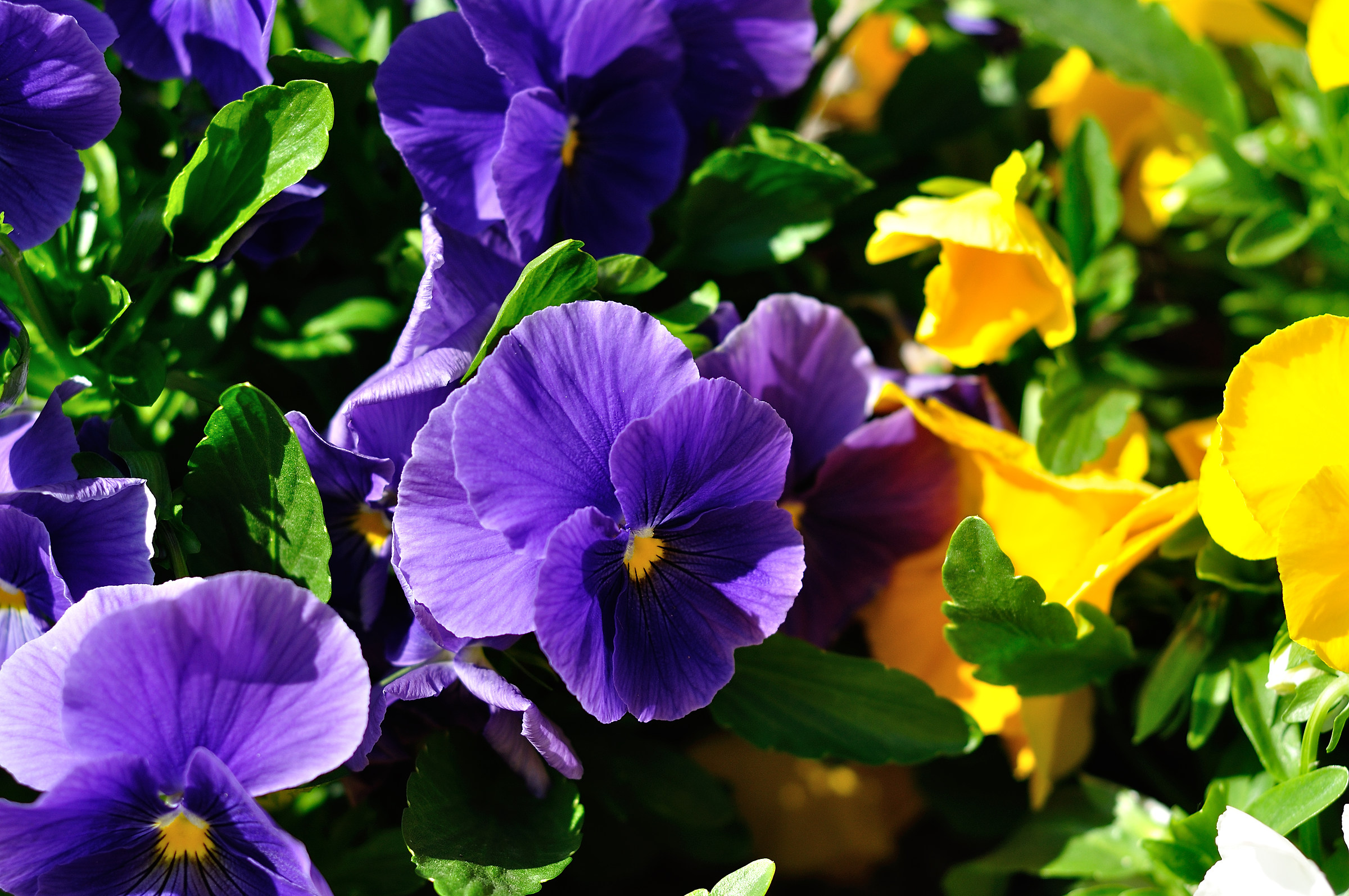 Pansy