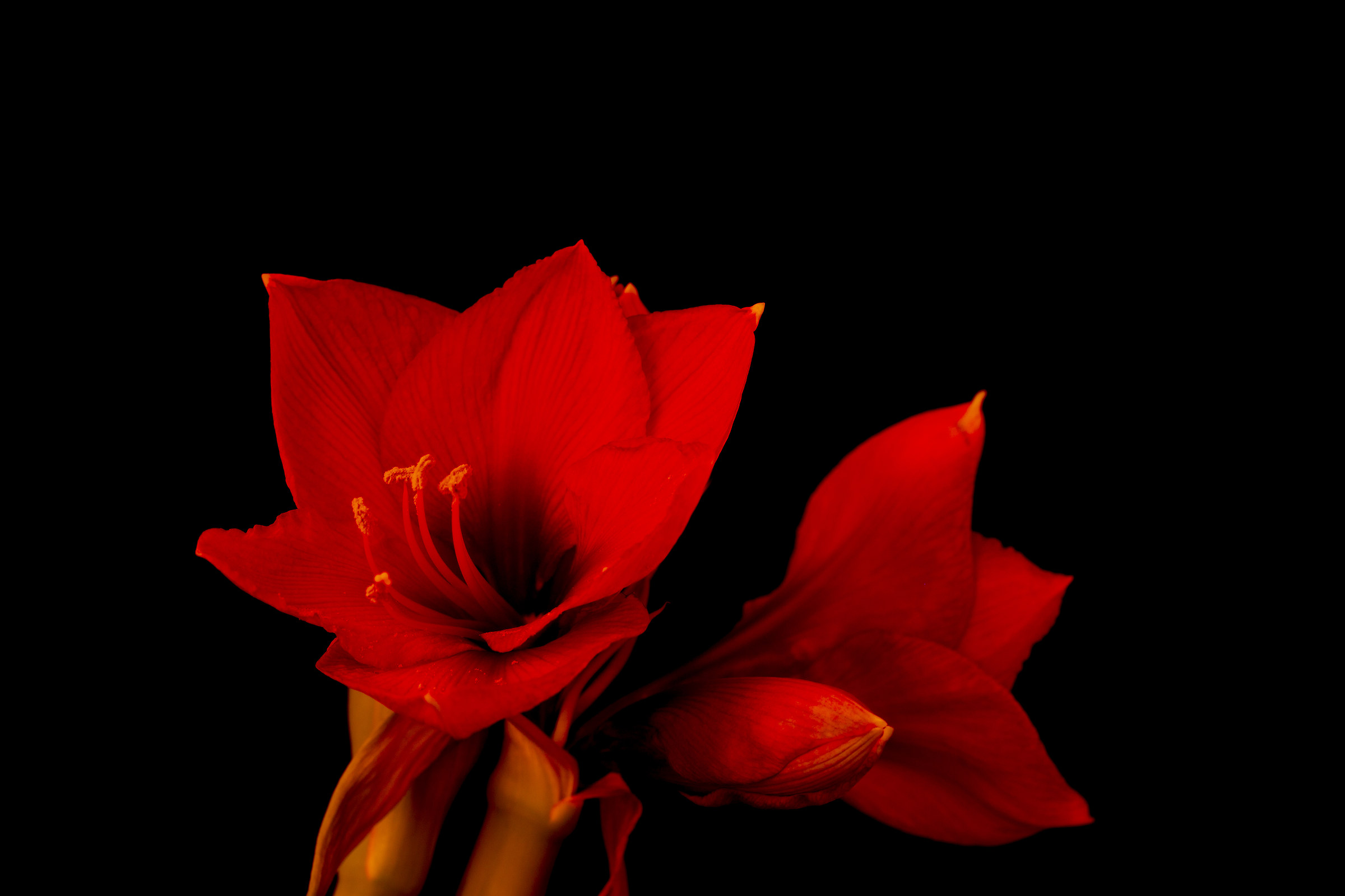Amaryllis