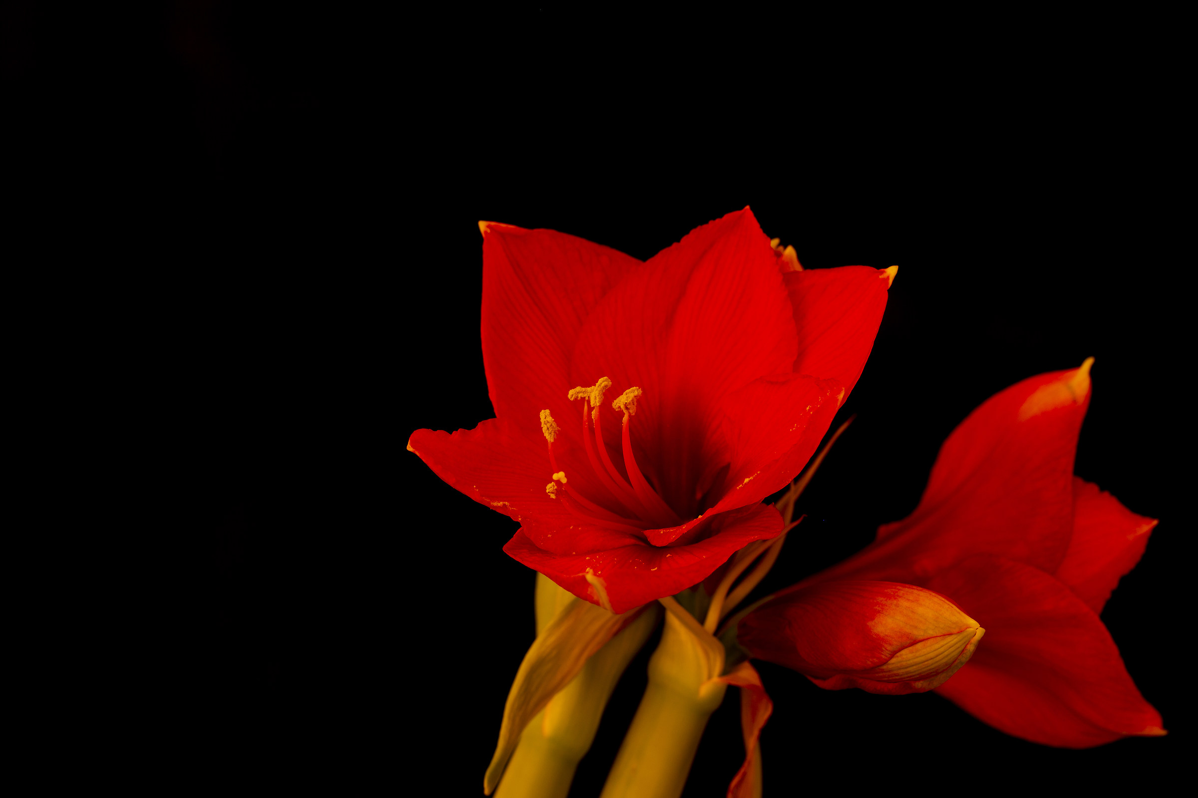 Amaryllis