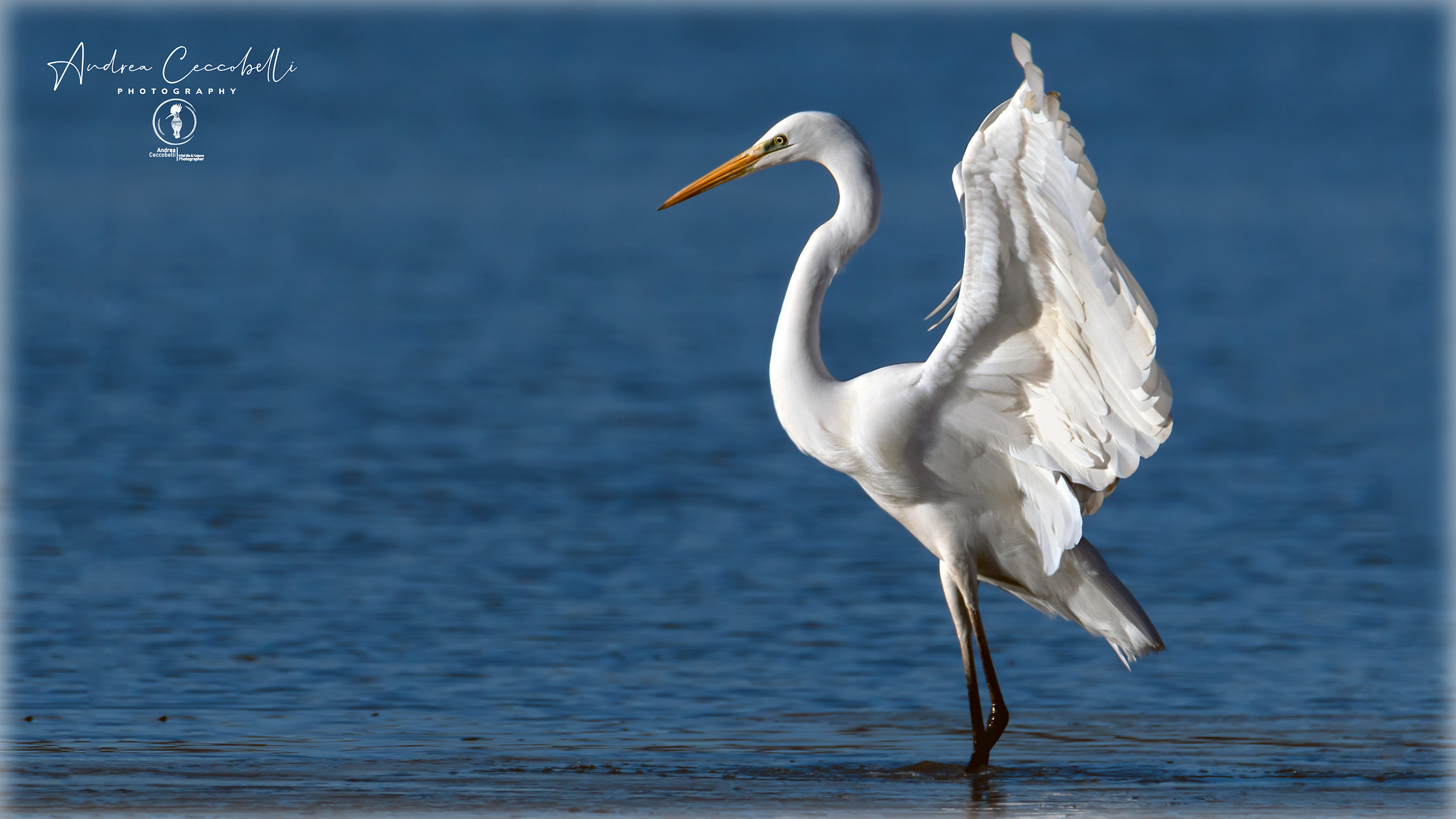 White Heron-Ardea alba