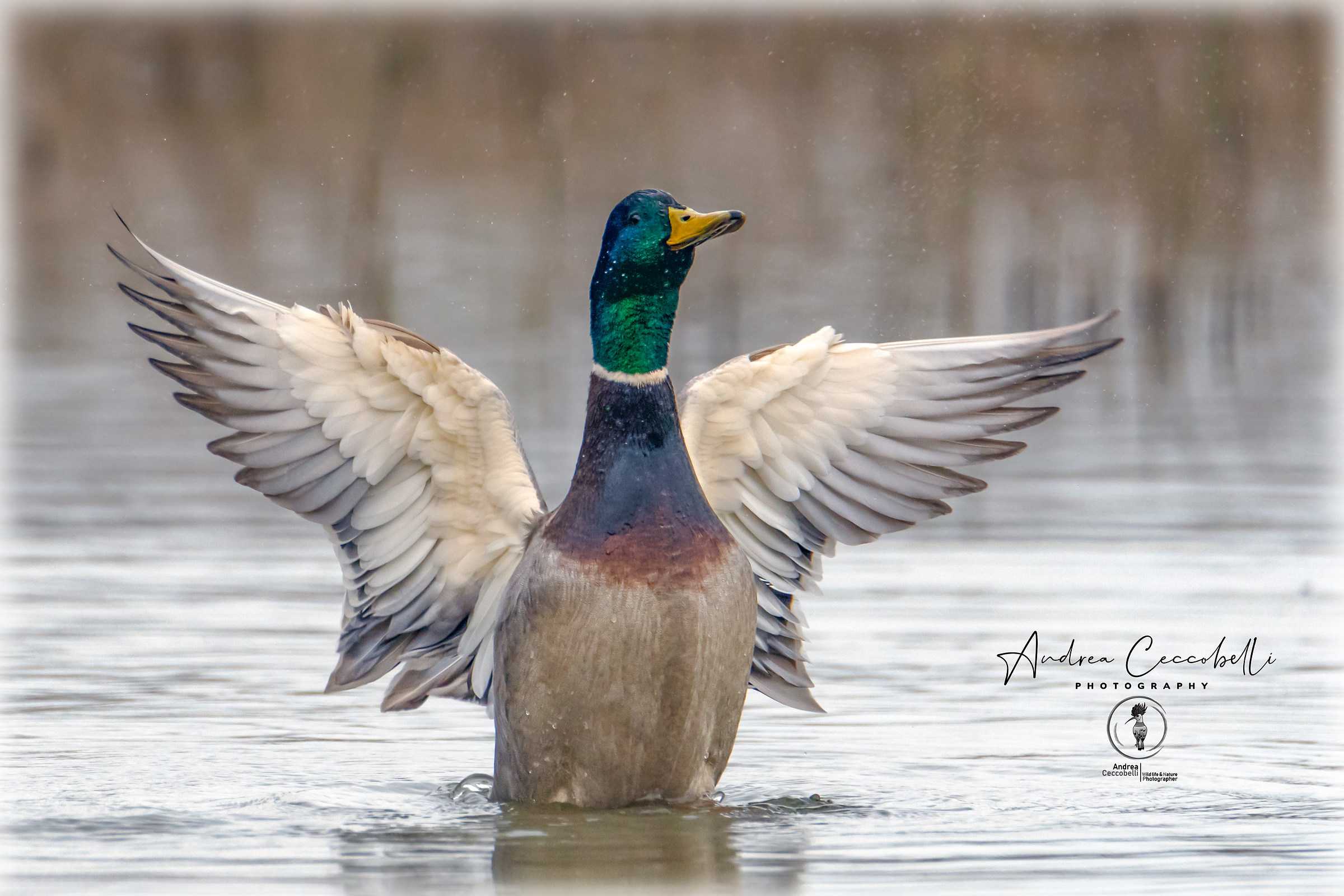 Mallard-Anas Platyrhynchos