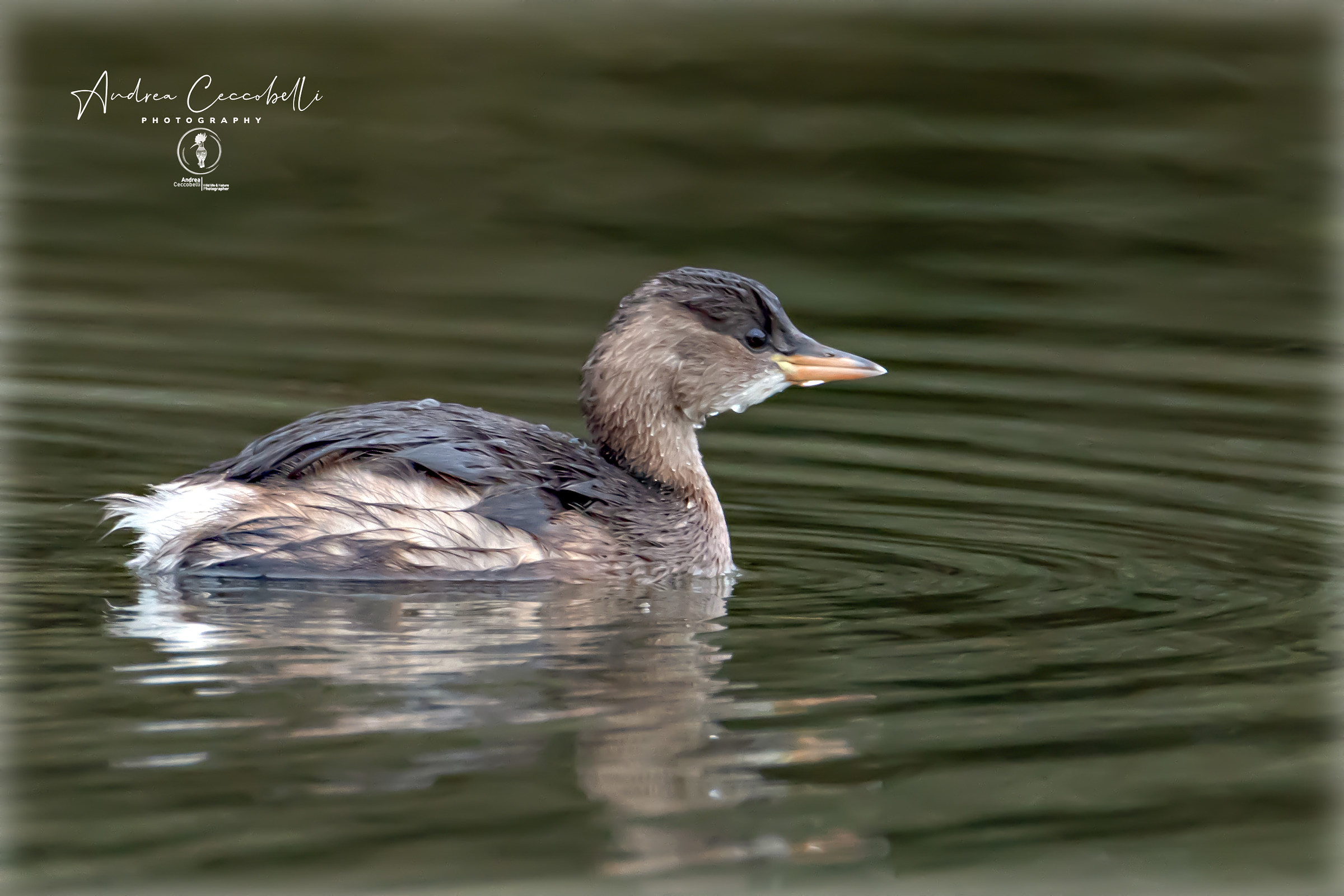 Small diver-Tachybaptus ruficollis
