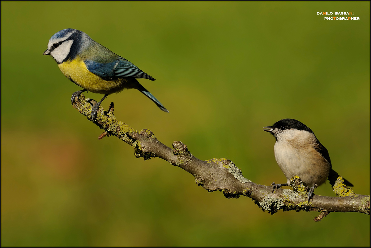 Te ne vuoi andare ....il Posatoio e' Mio