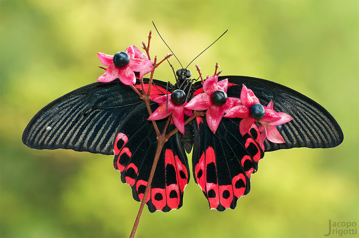 Papilio rumanzovia