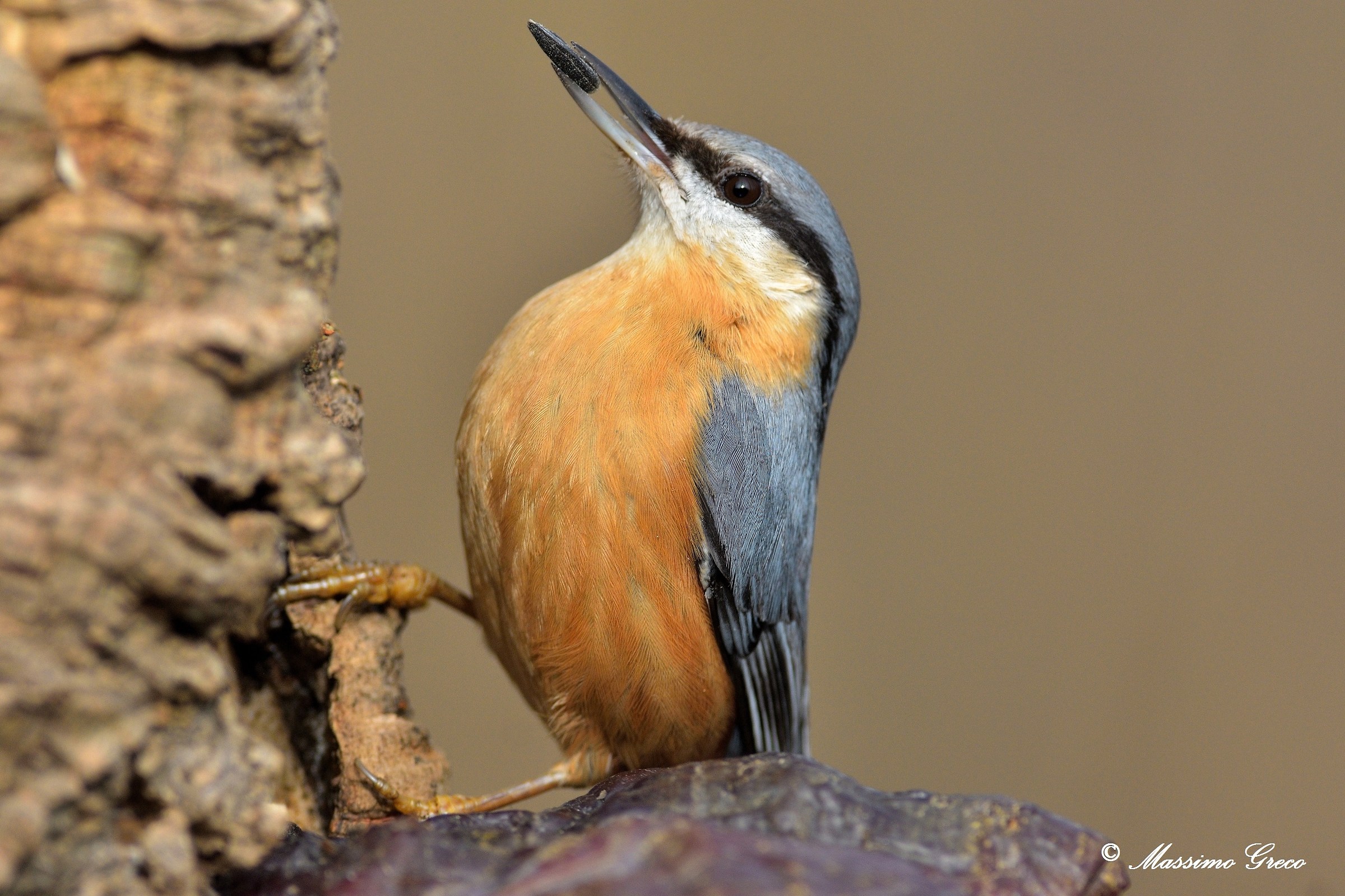 Picchio muratore (Sitta europaea)
