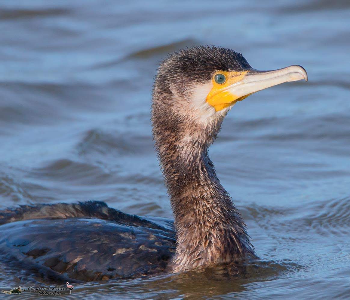 Cormorano curioso