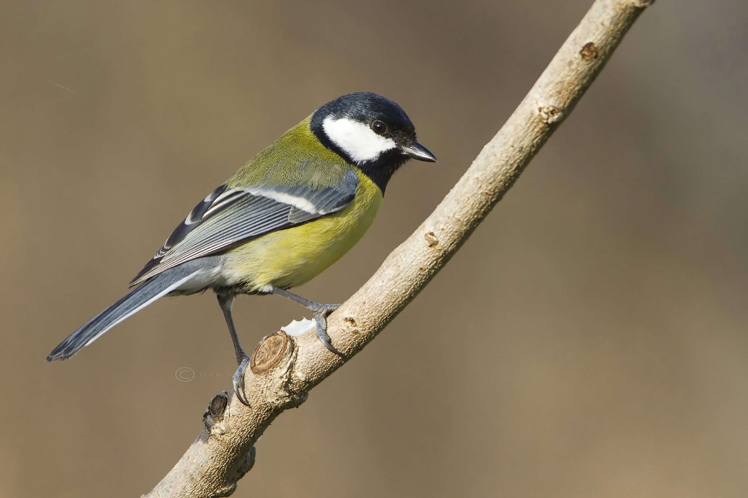 Cinciallegra ( Parus major)