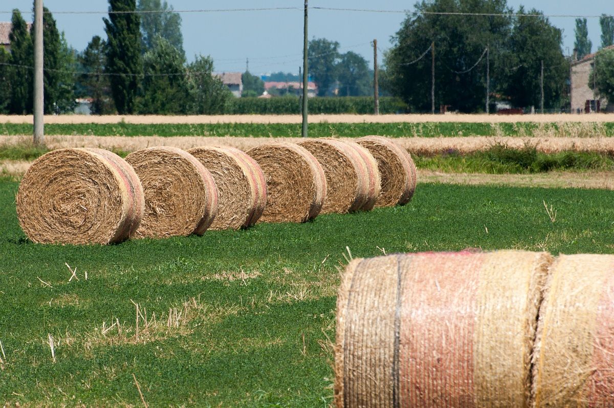 Bales of hay