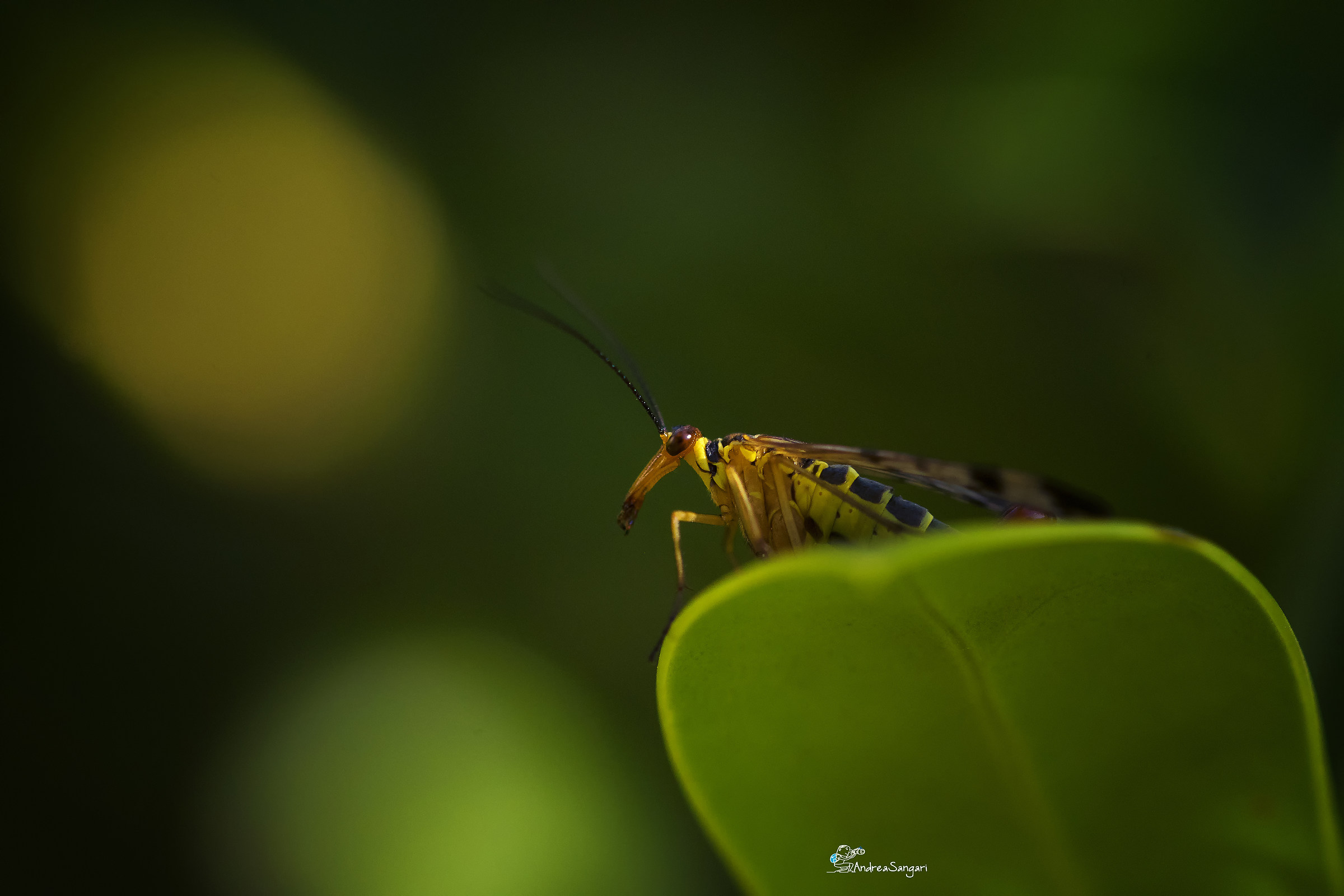 La Panorpa(bello quanto strano insetto)