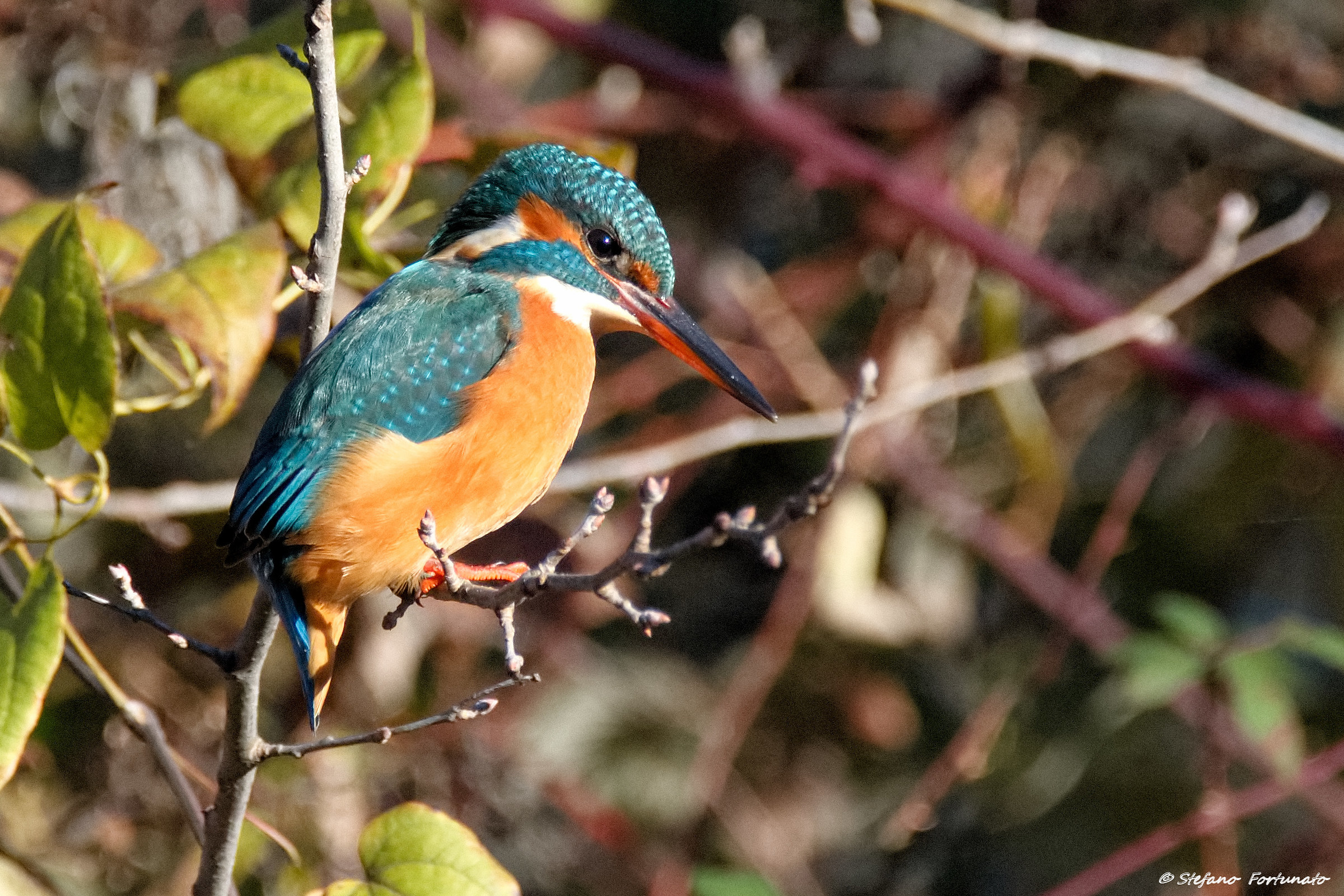Kingfisher