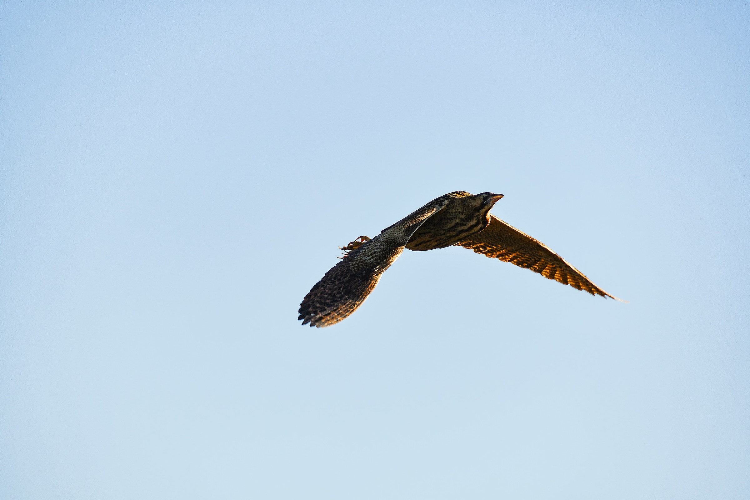 Il volo del Tarabuso