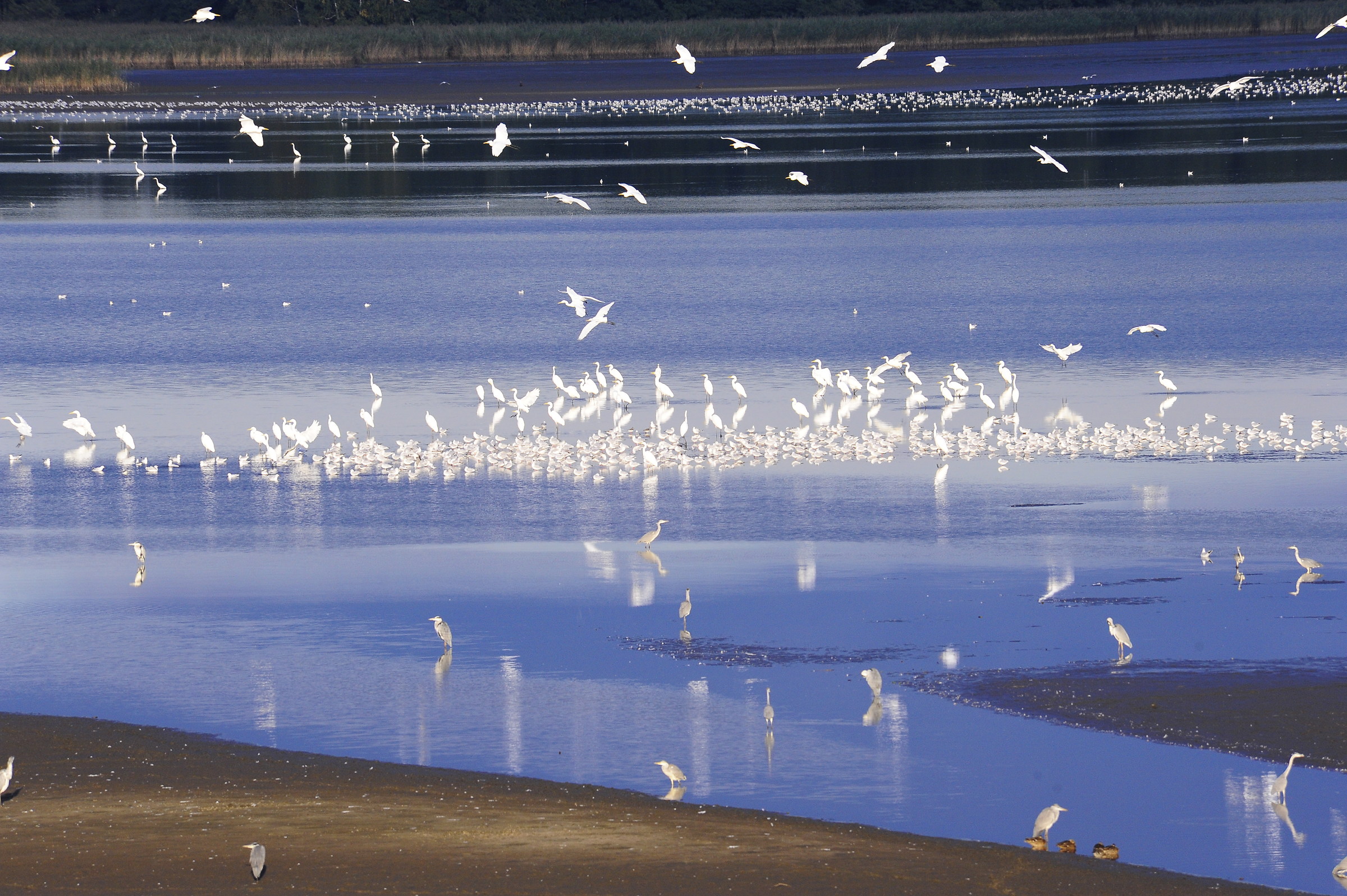 Una valle di uccelli (Dolina Baryczy, Polonia)