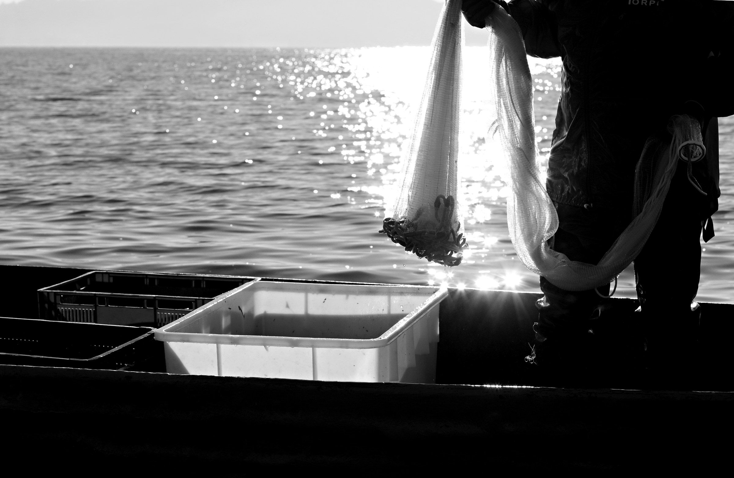 The fruit of the "jacket"