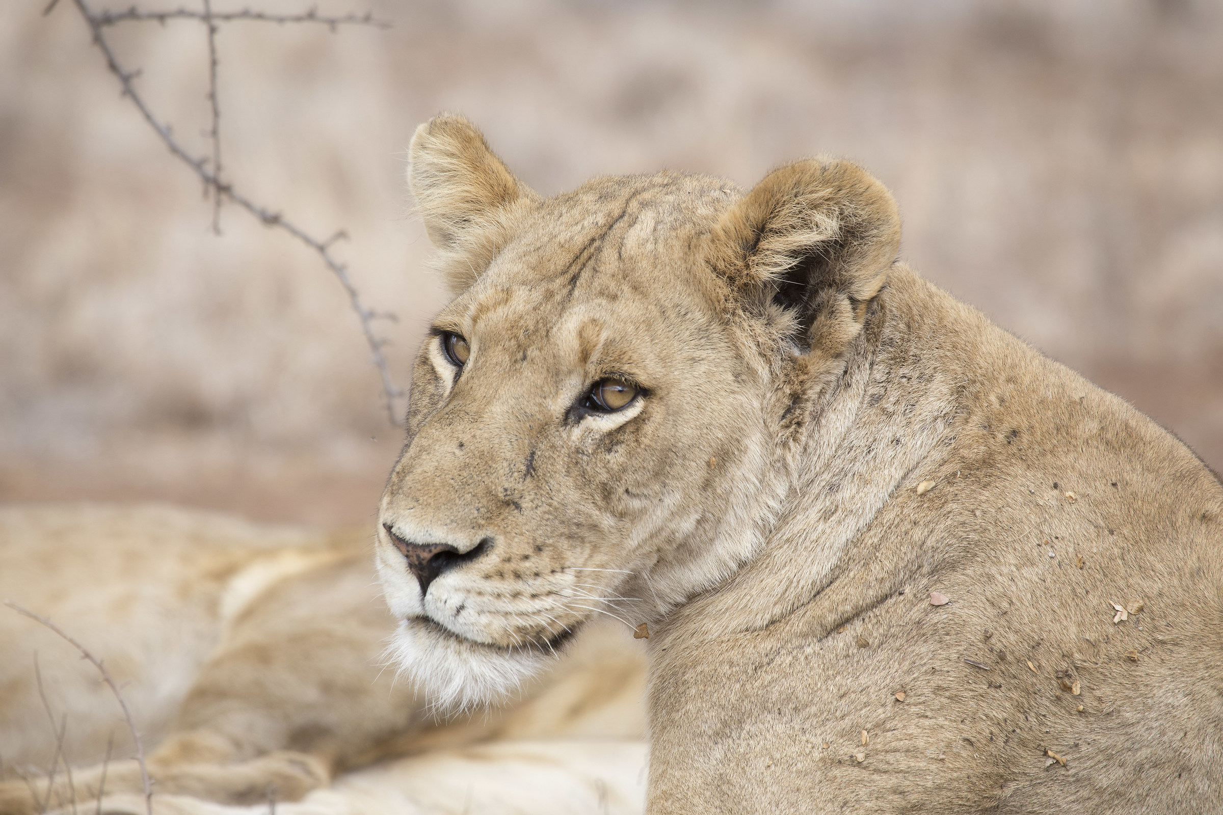 Dolcezza negli occhi