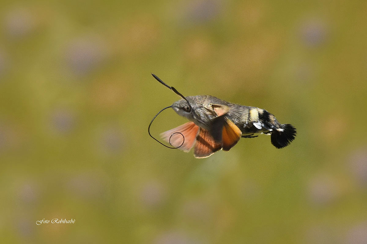 Macroglossum stellatarum...