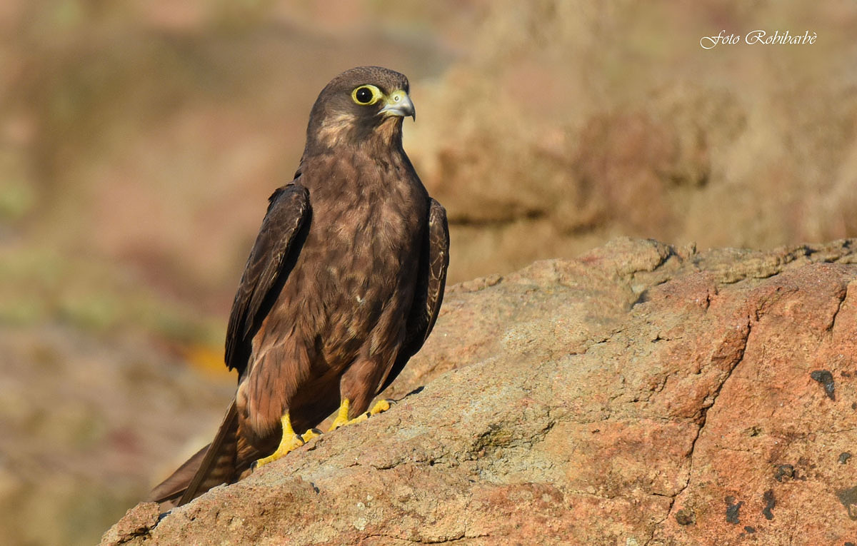 La "Regina" dei falchi...