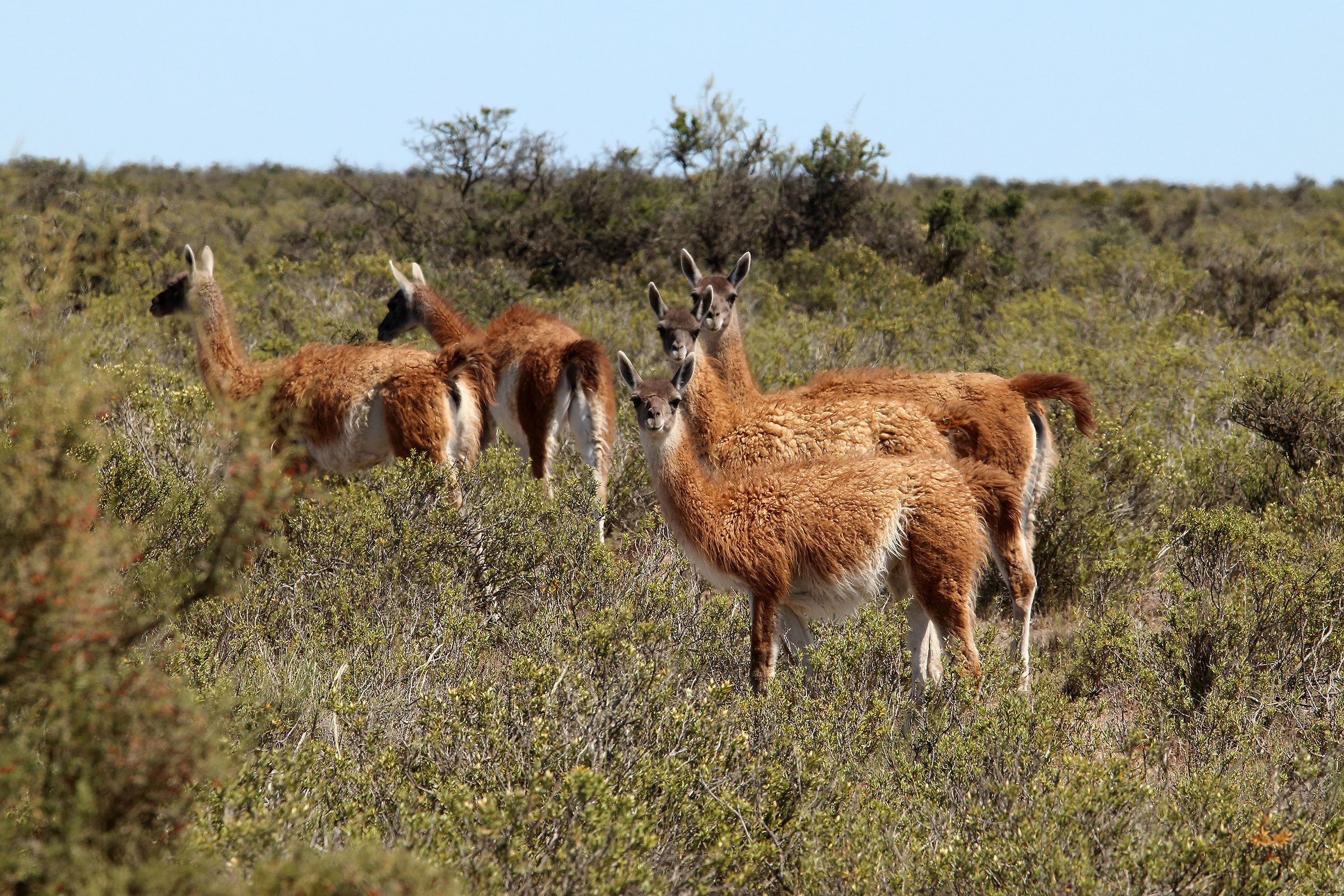 guanaco a peninsula Valdez