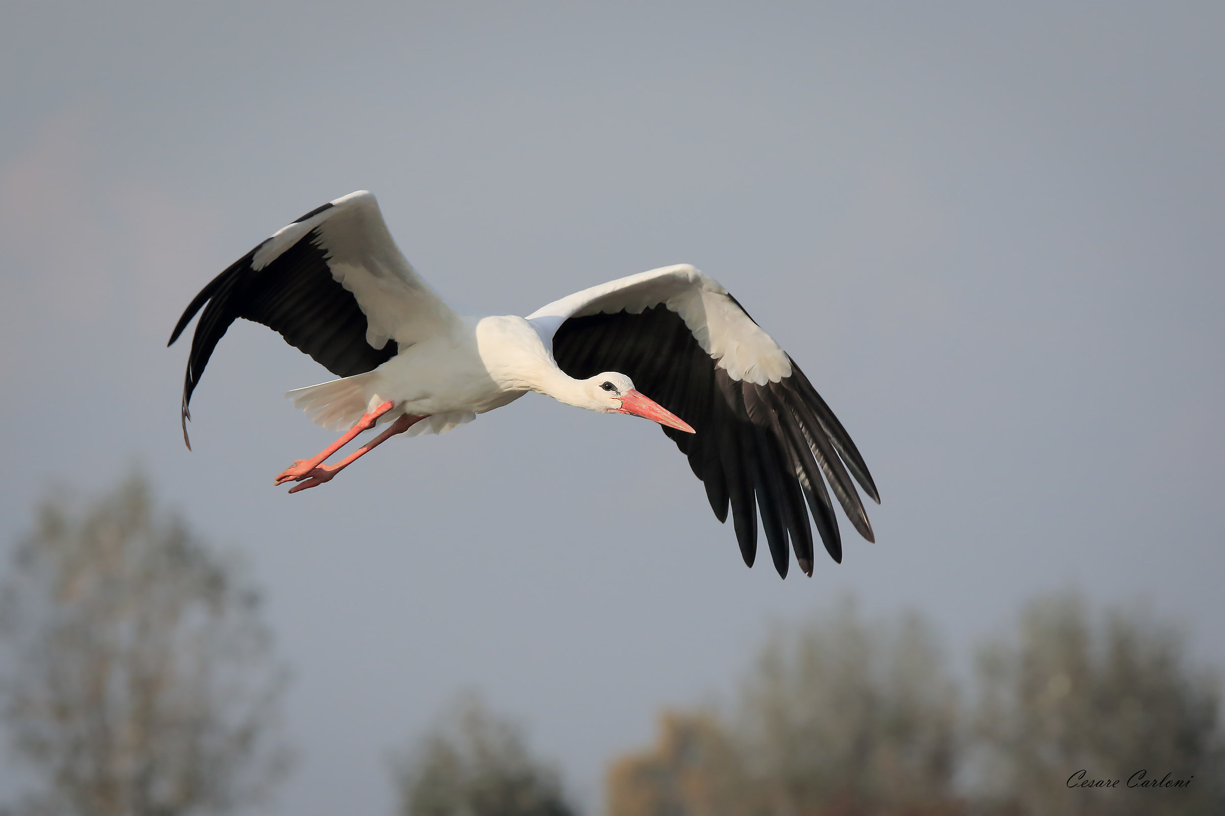 Stork