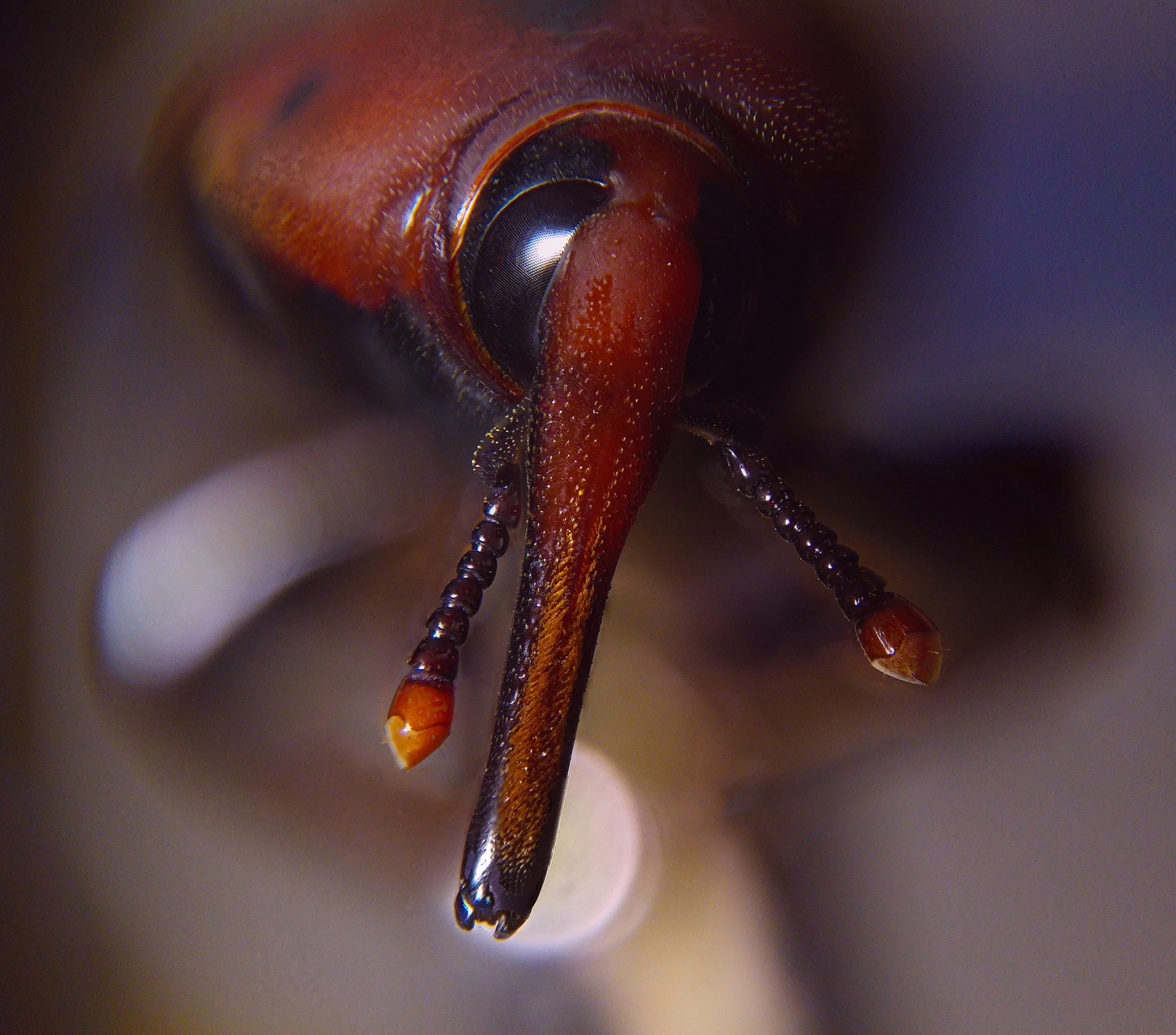 Rhynchophorus ferrugineus 3