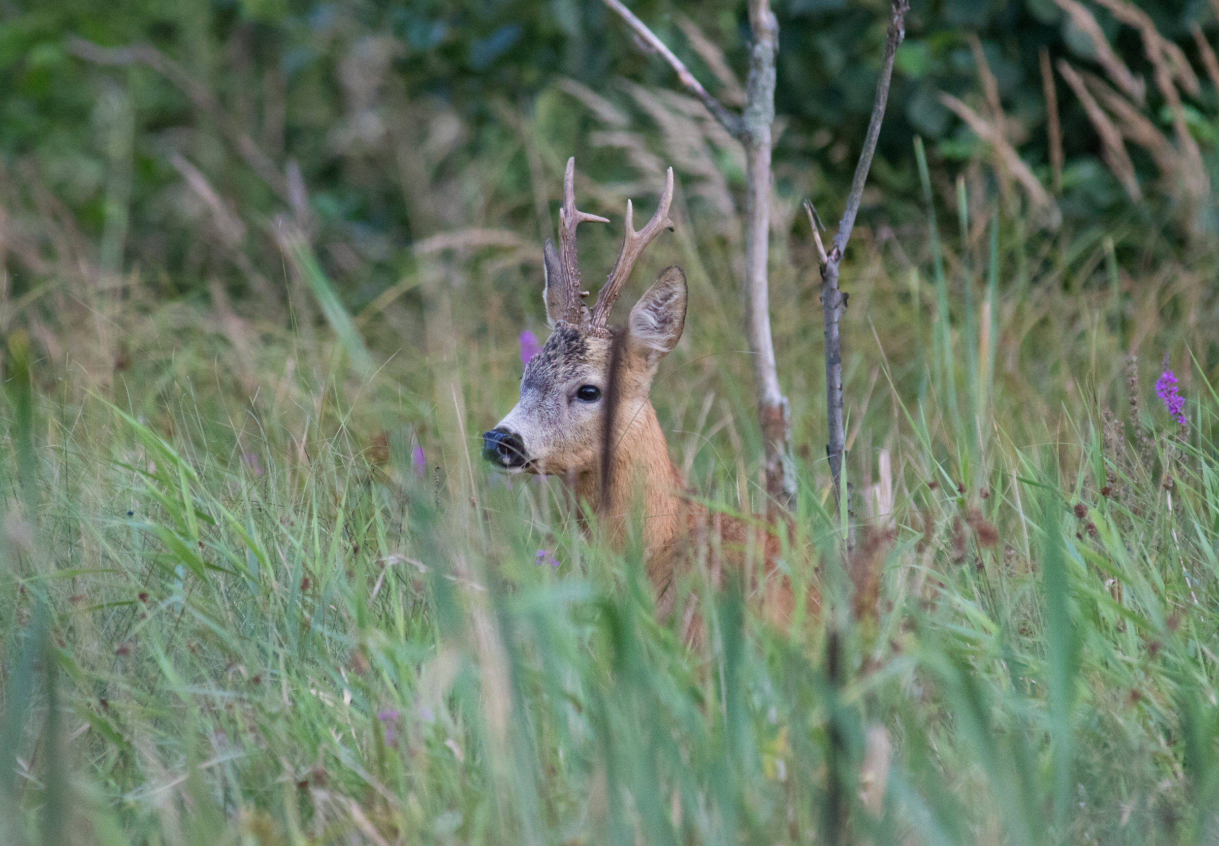 Capriolo (Capreolus capreolus)