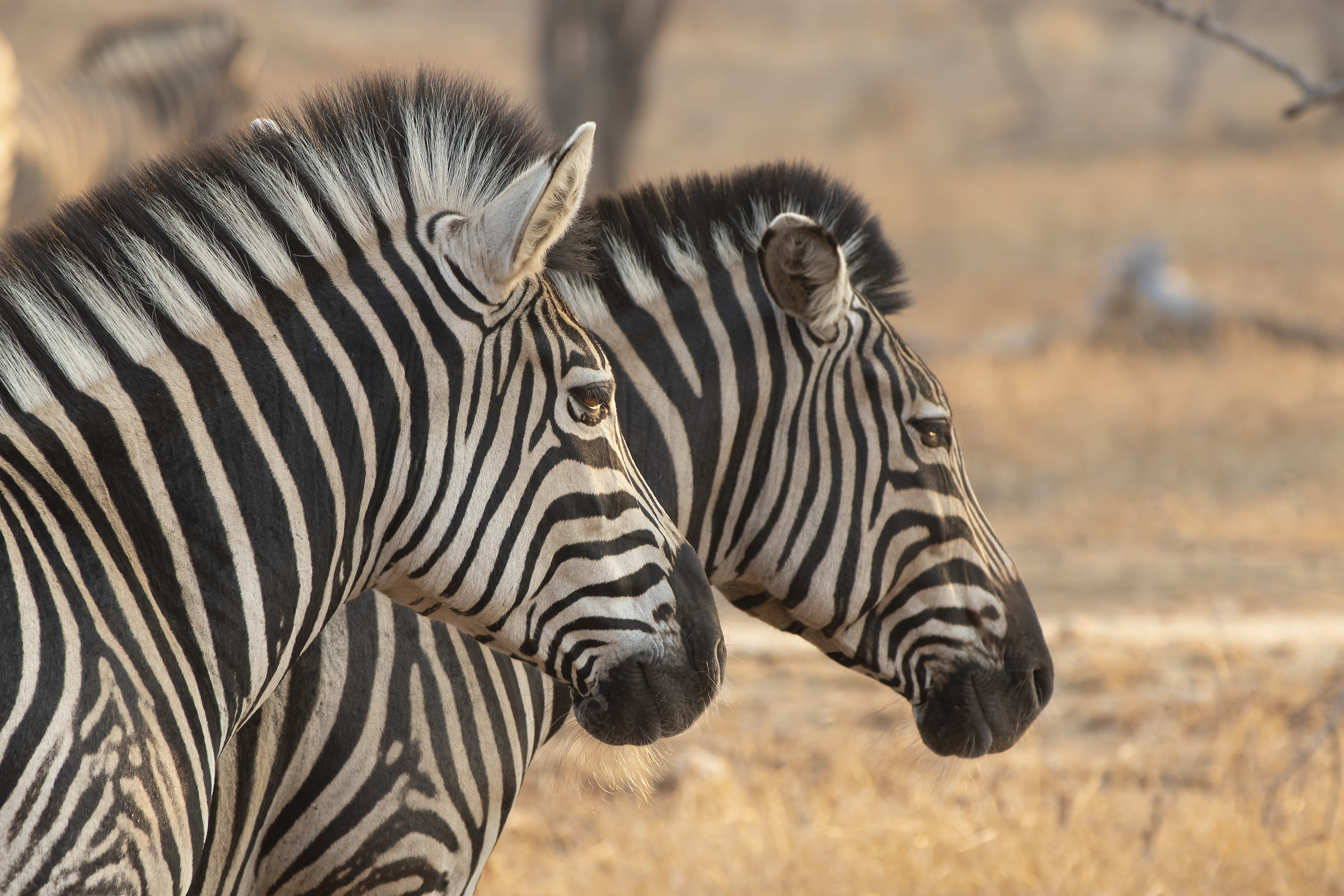 Zebre