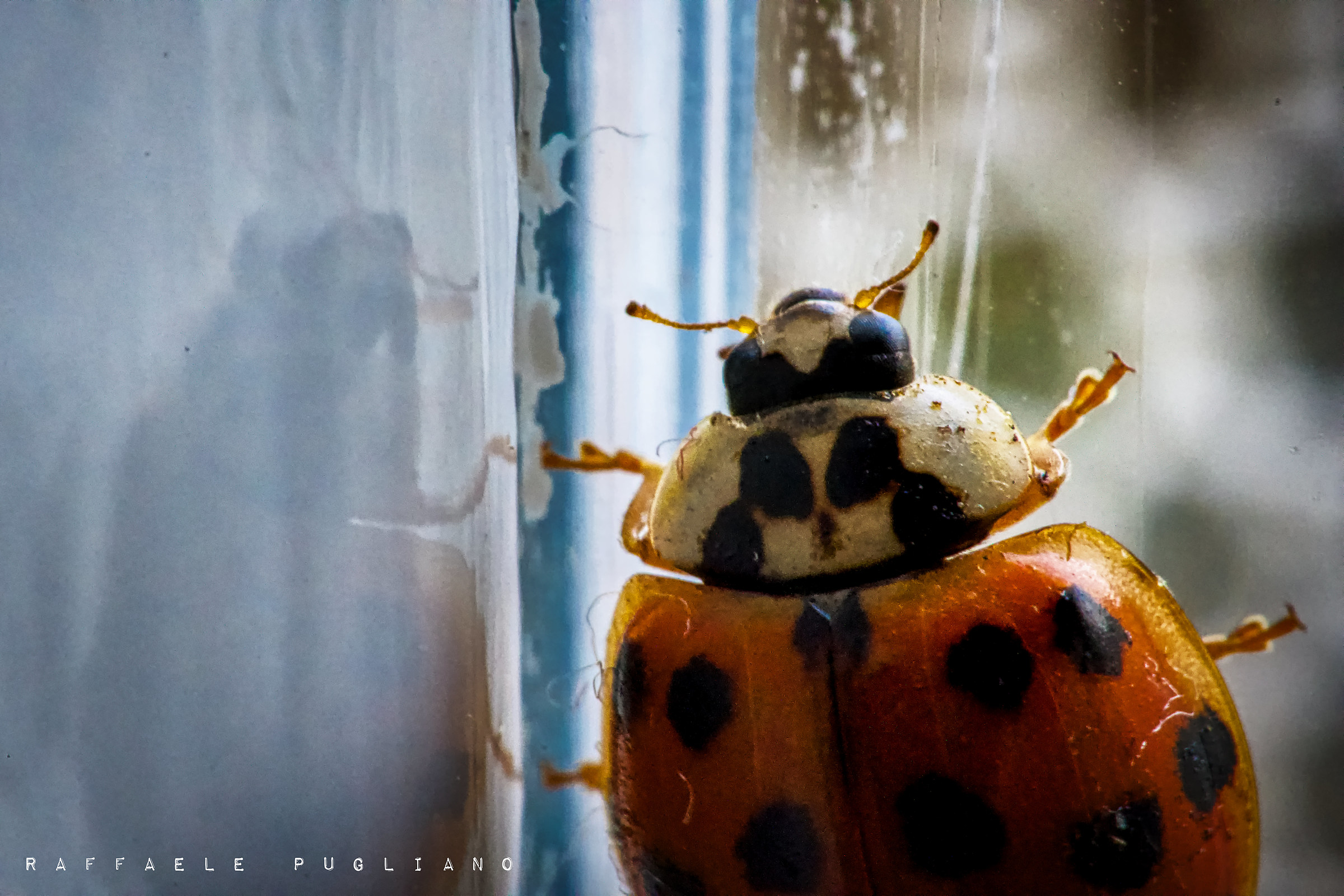 Free hand, single shot with RR almost 2:1