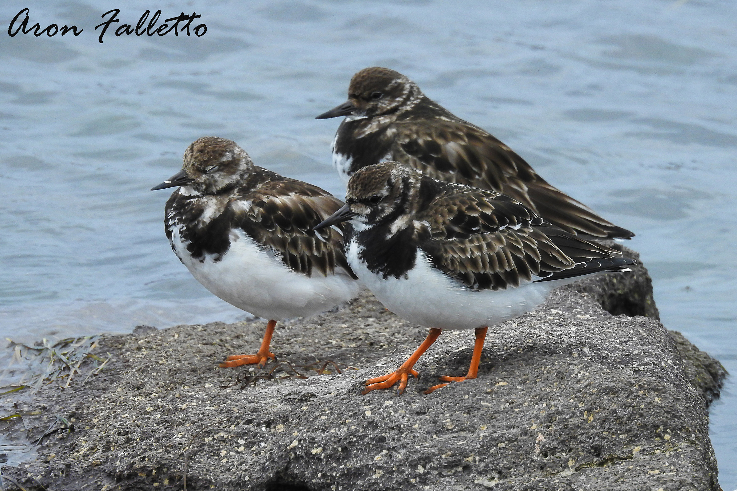 Voltapietre/Ruddy Turnstone (sandstone interpres)