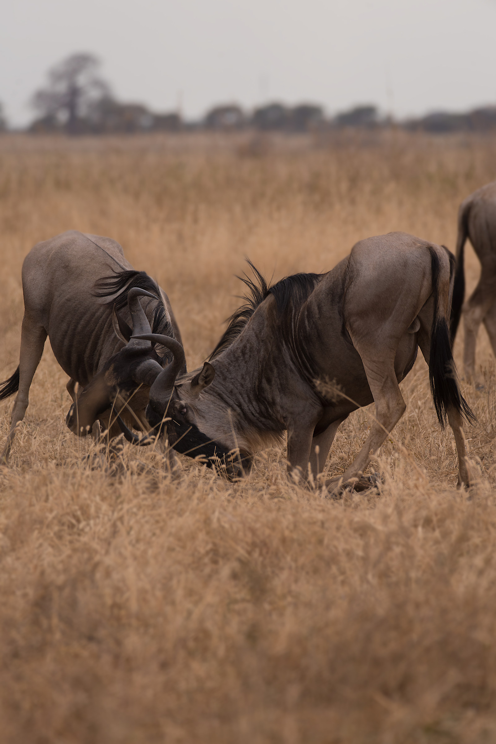 La mia Africa Ep. I: Lo Gnu