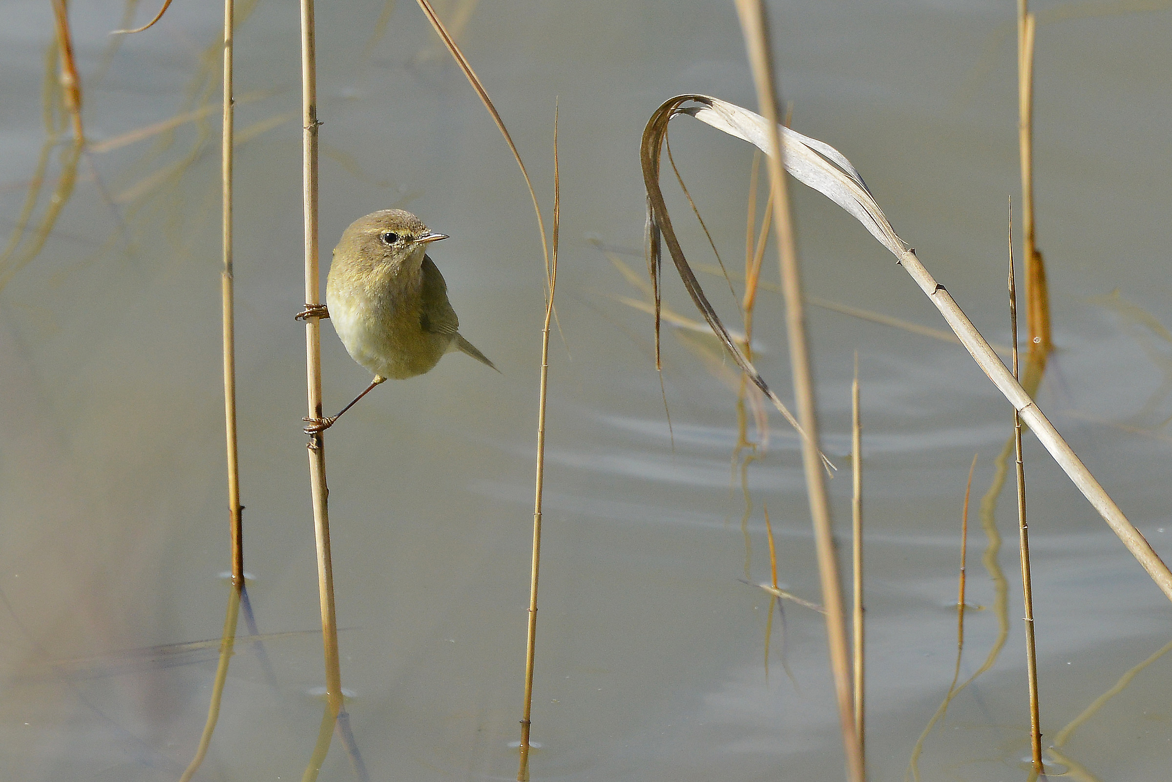 Chiffchaff