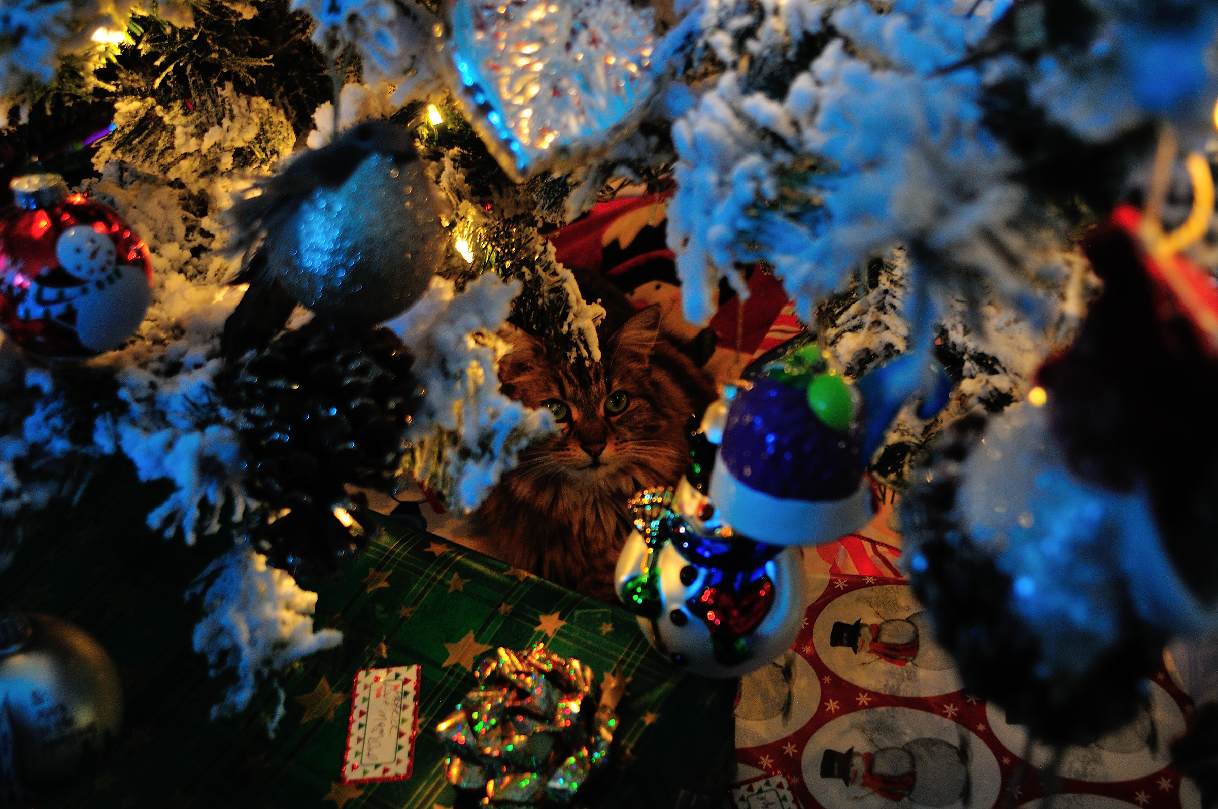 Gatto che si nasconde sotto l'albero di Natale