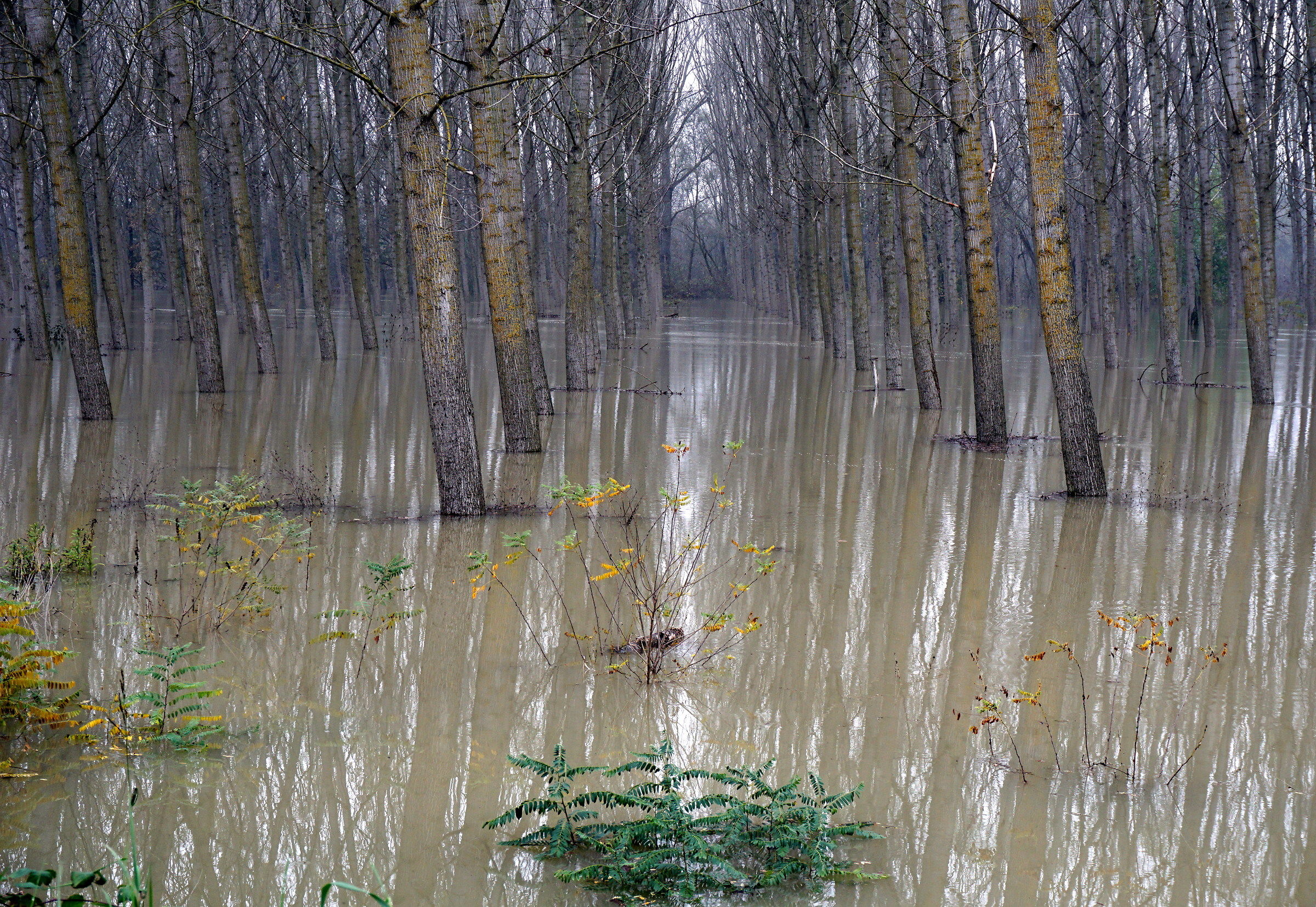 Sarà il Po o il Mississippi?