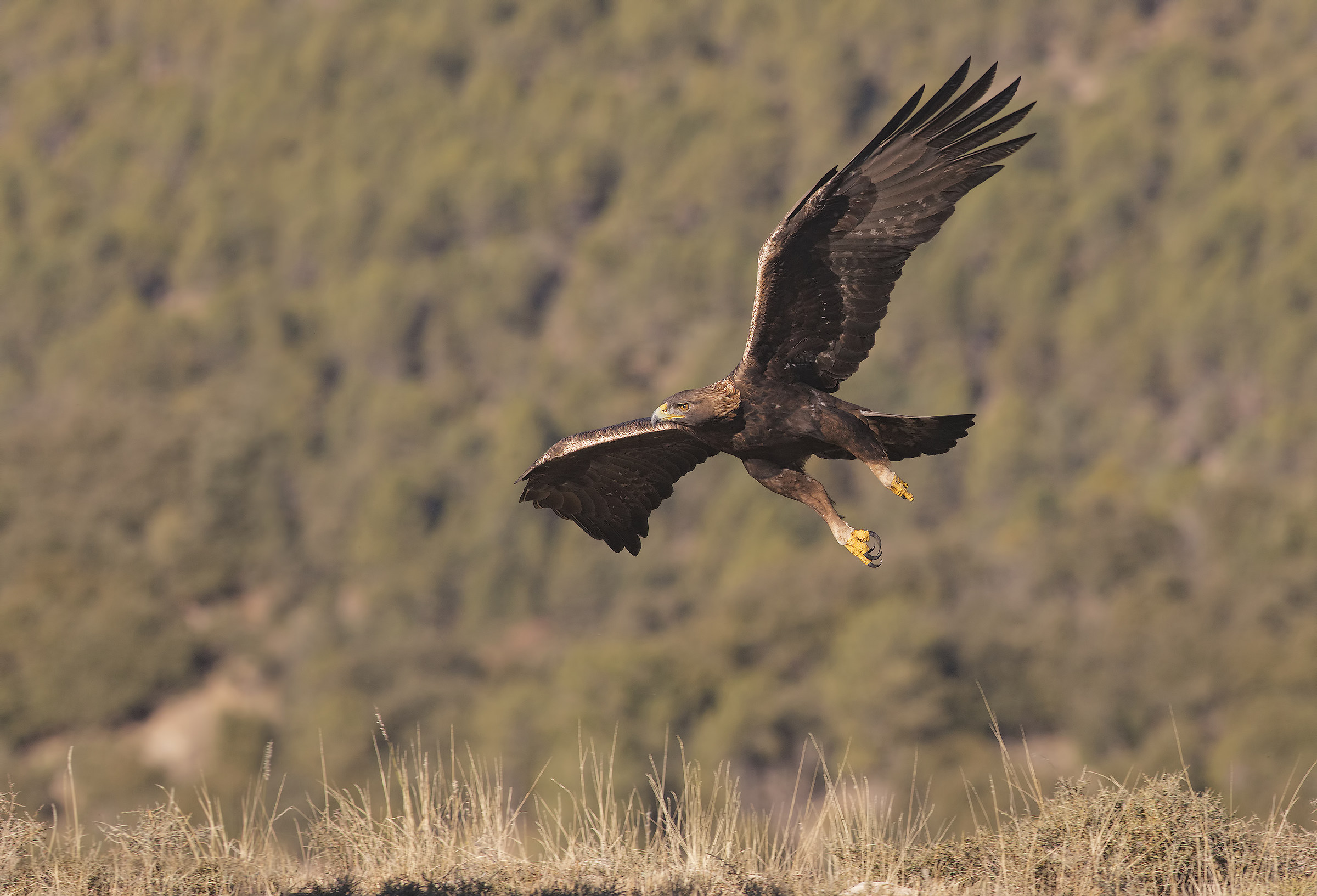 aquila reale(aquila crysaetos) "la regina" pirenei...