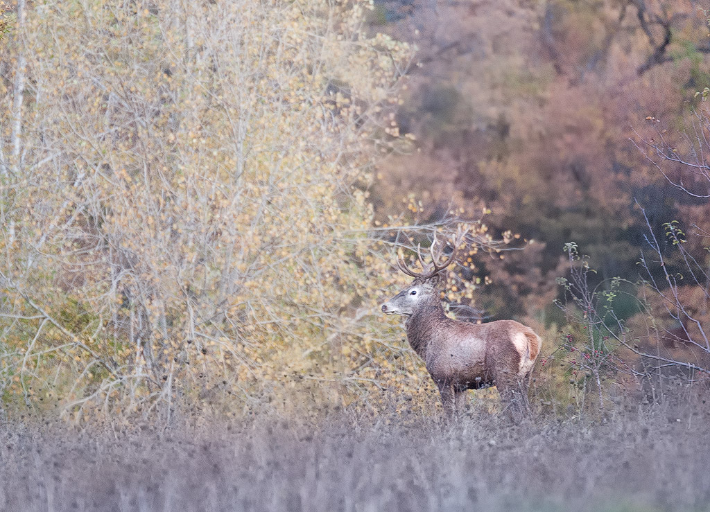 cervo maschio