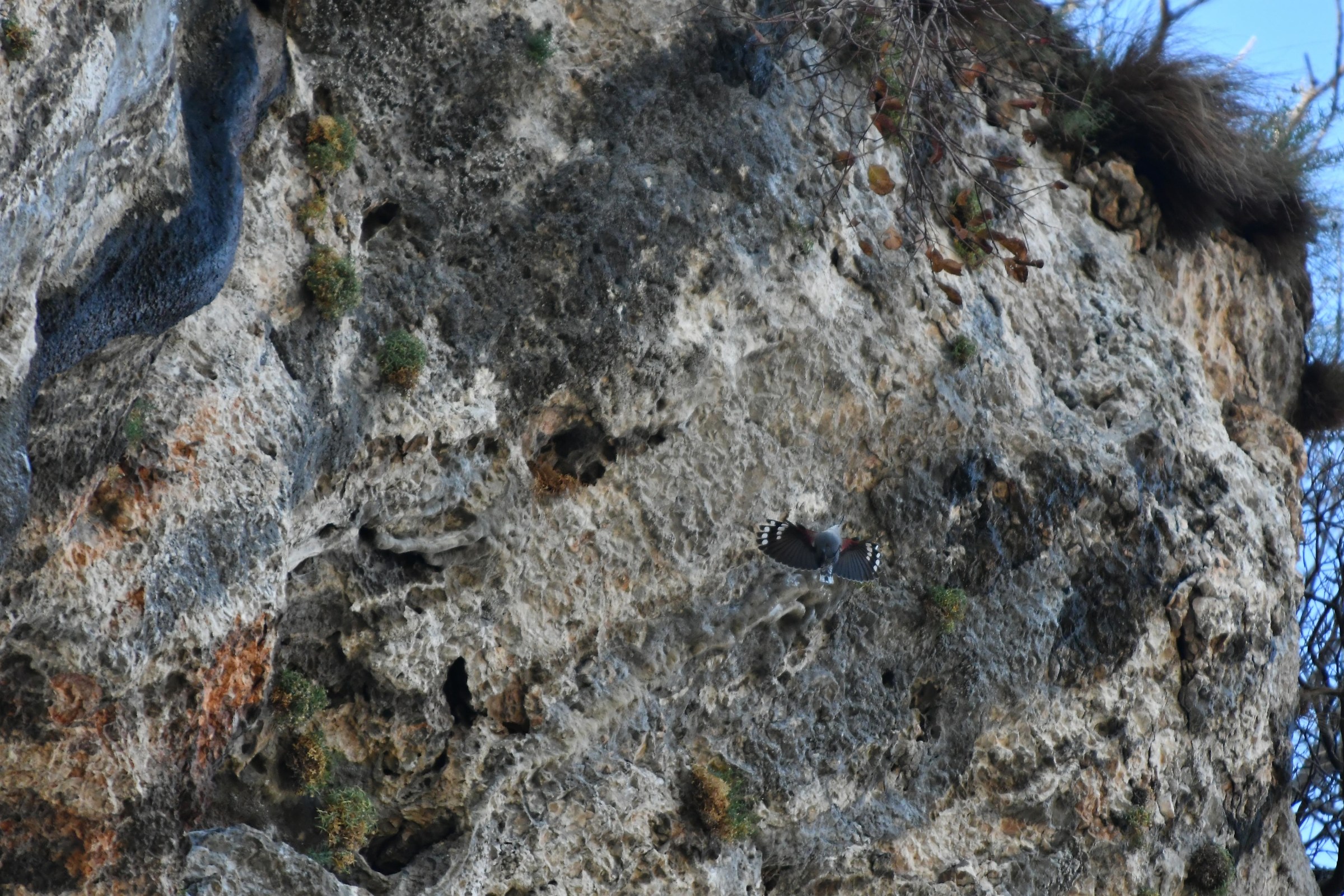 18-inch Original-Wallcreeper