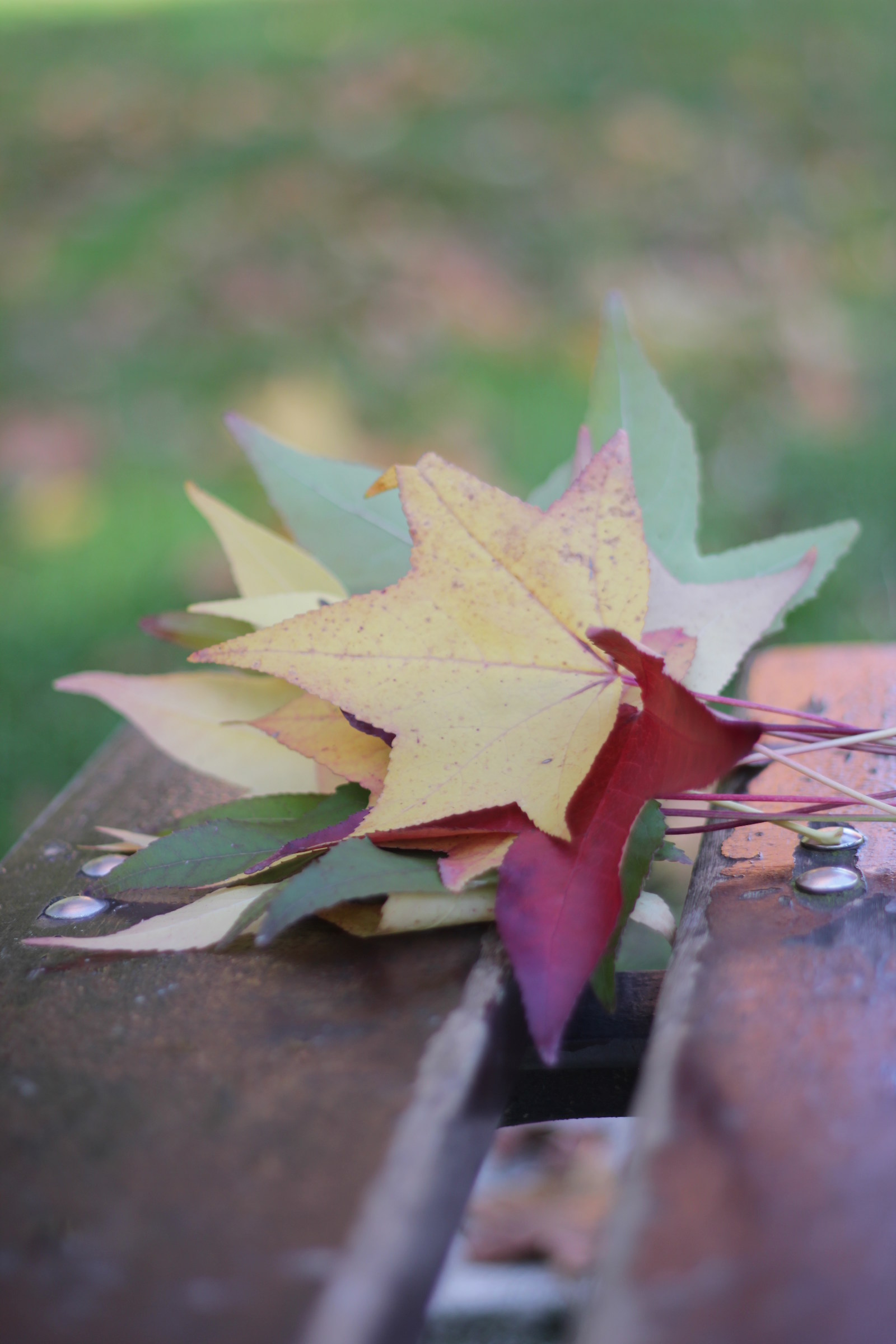Leaves & Bench
