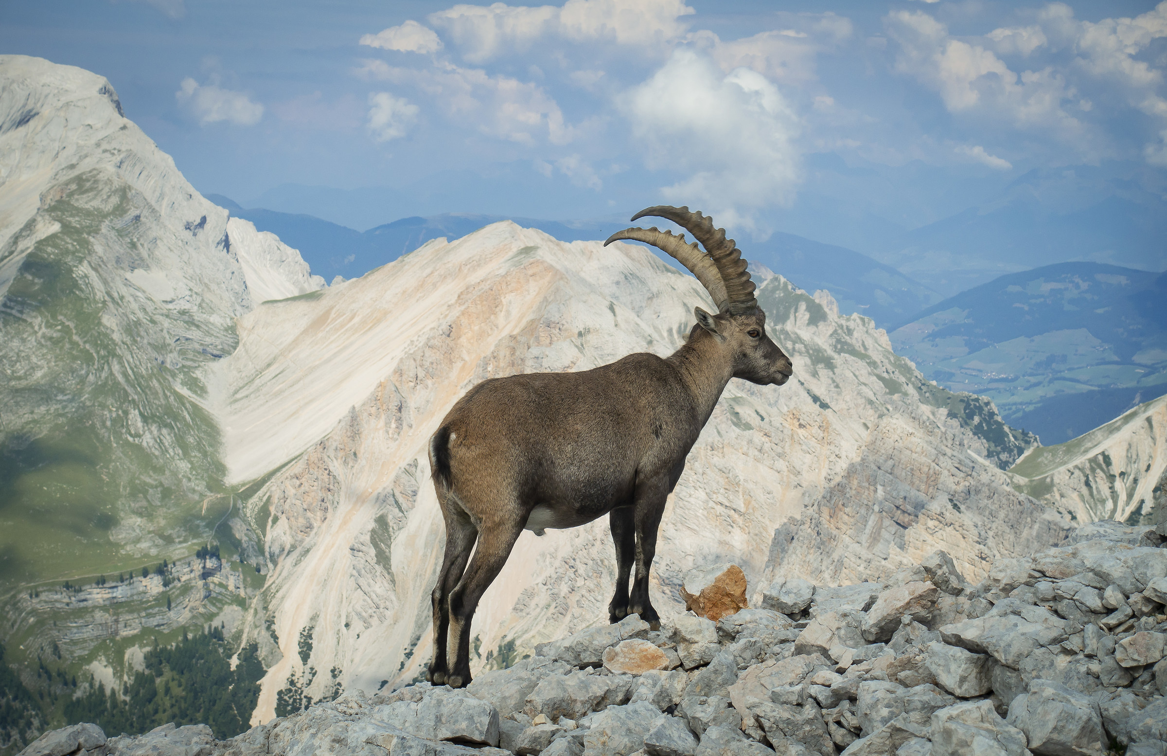 Capra ibex