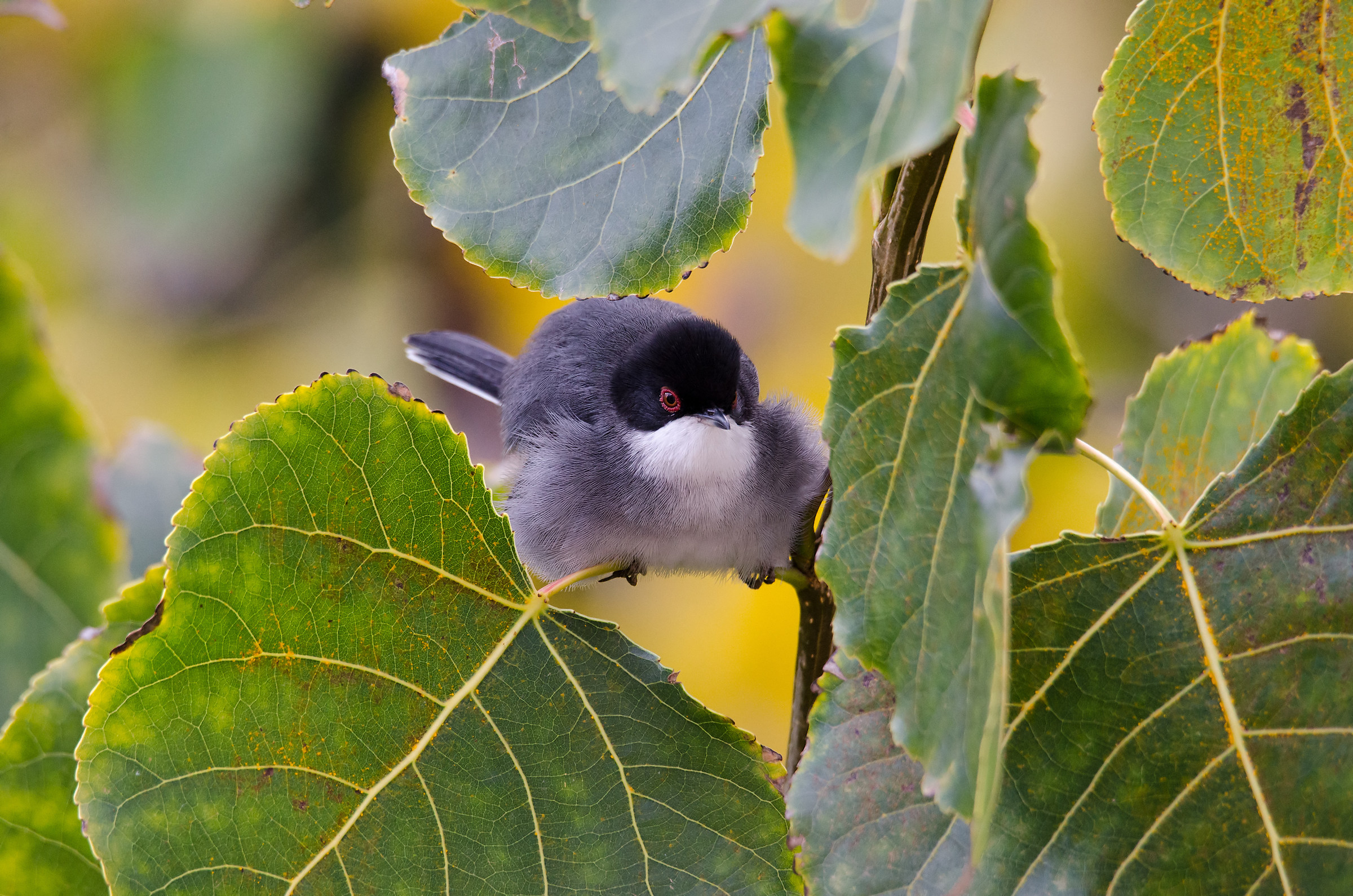 Sardinian Warbler