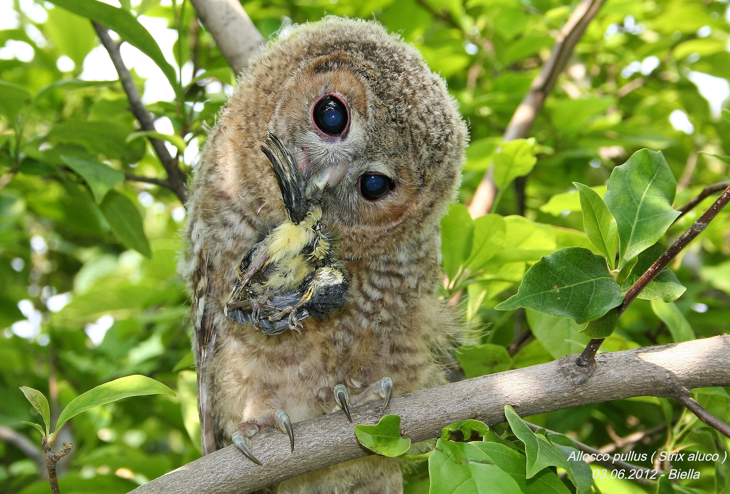 Allocco Juv. con cinciallegra